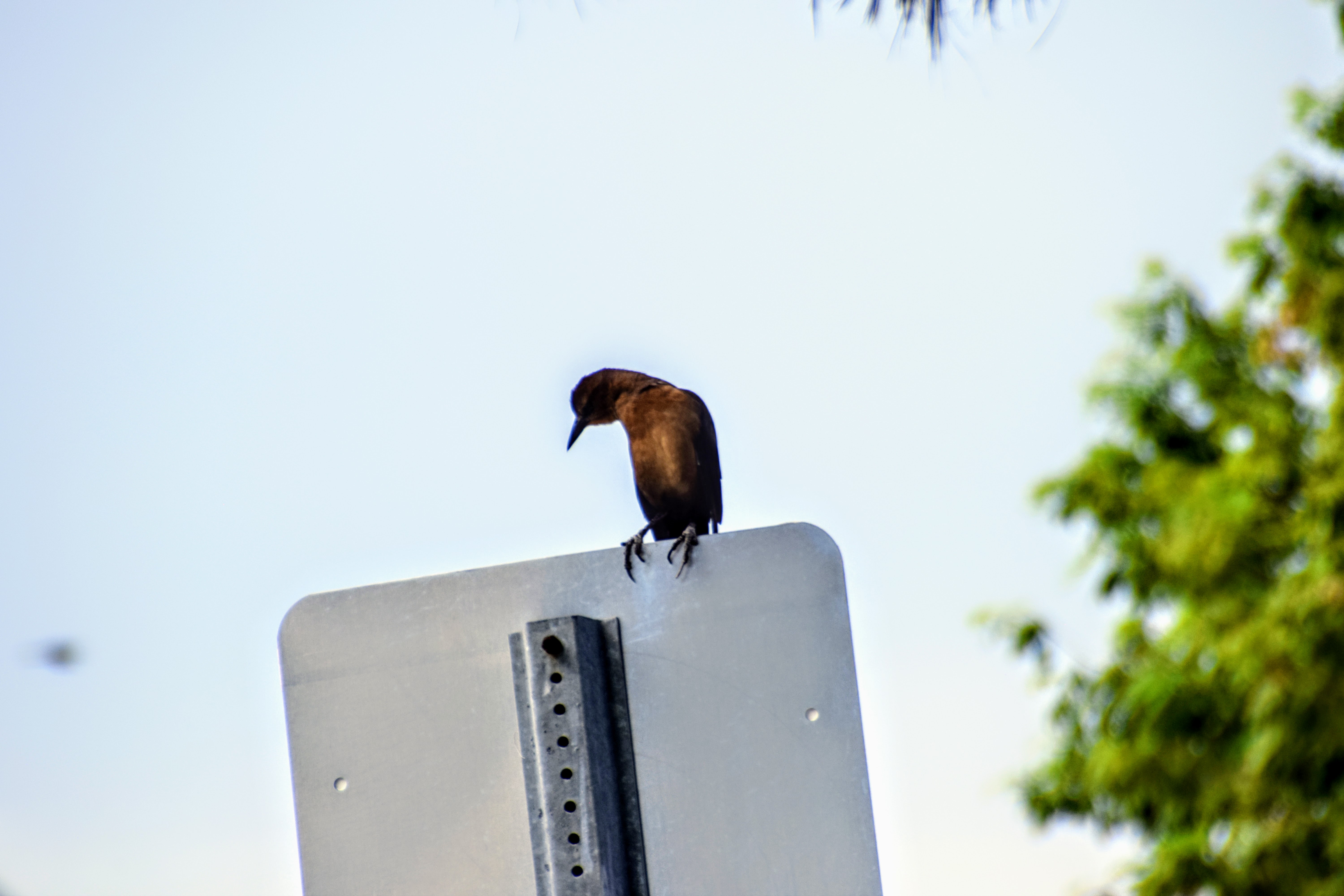 grackle-3