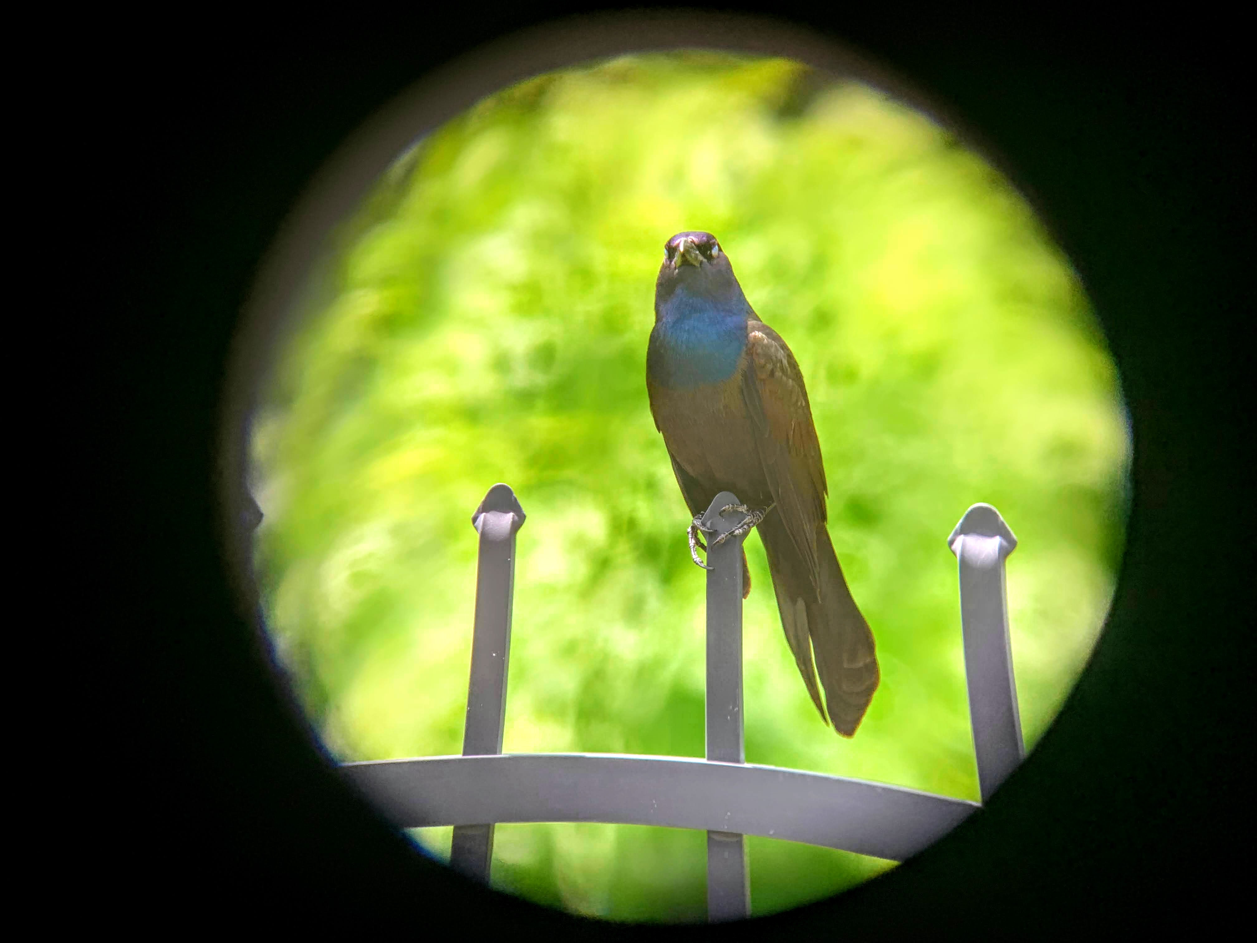 grackle2