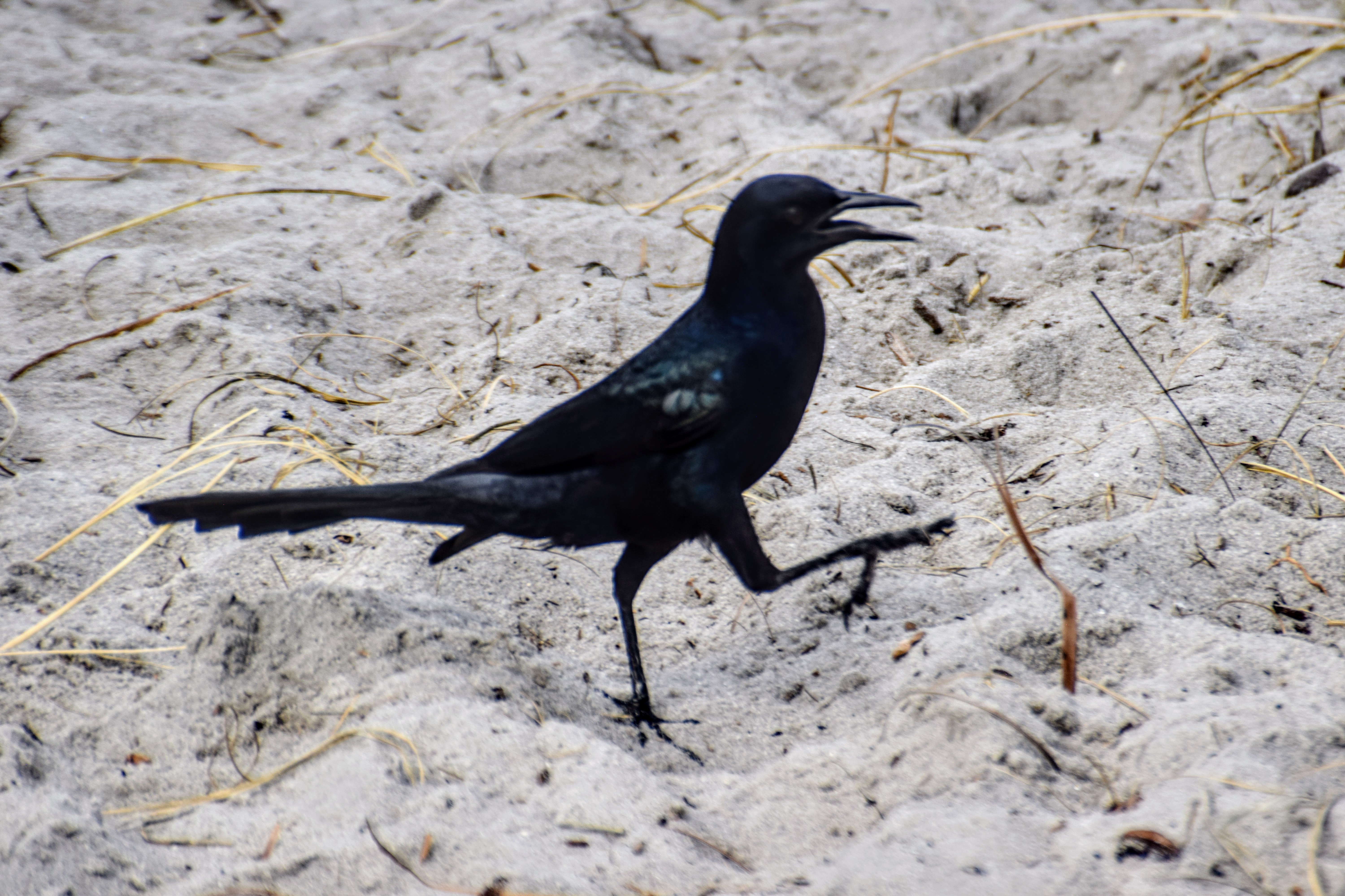 grackle-prancing