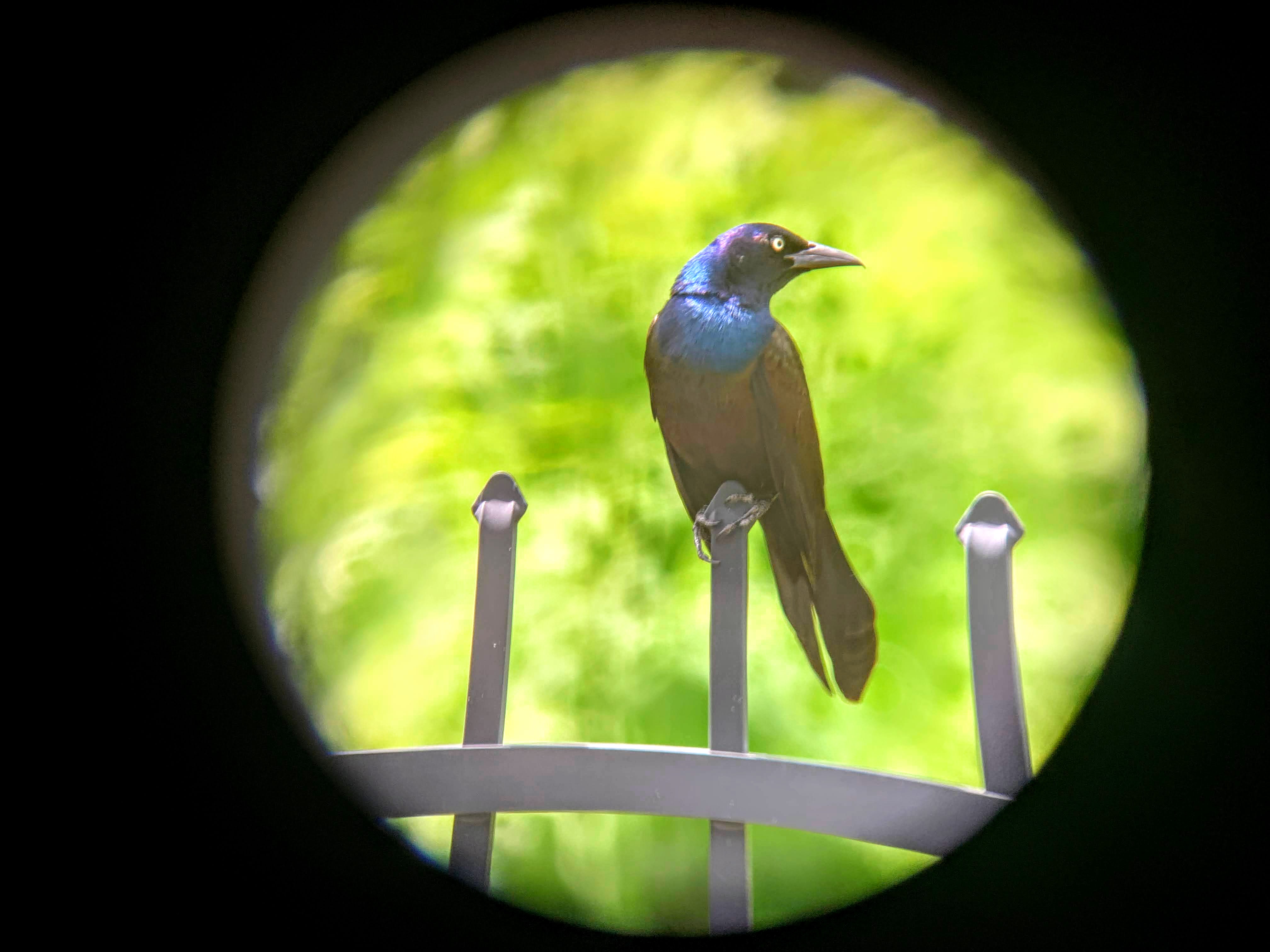 Dinosaur Photography 6: New York Birds