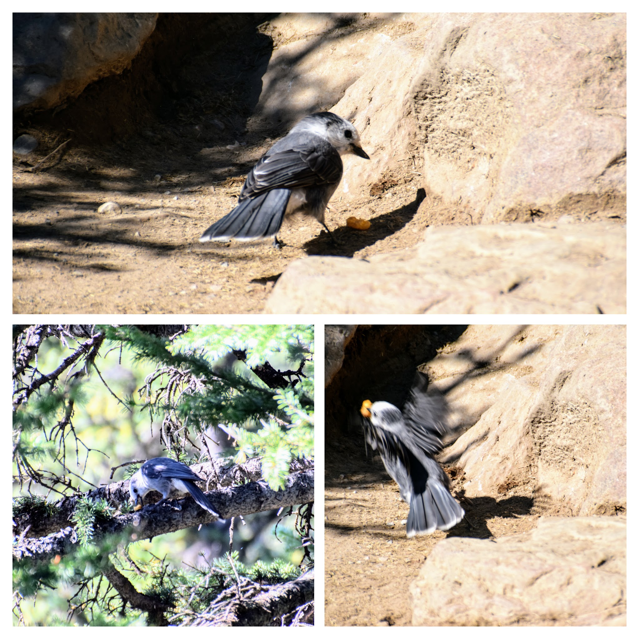 grayjay
