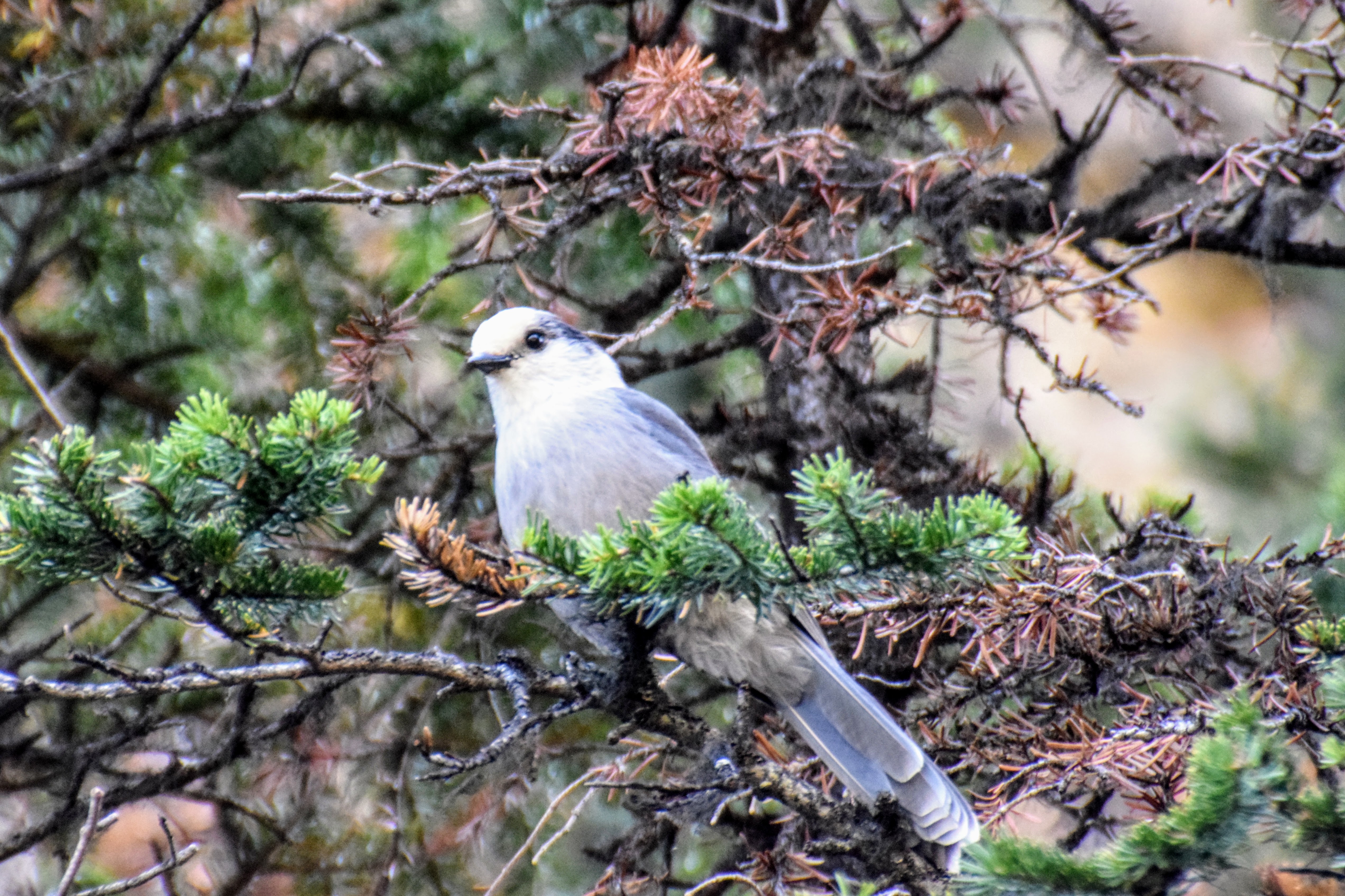 grayjay