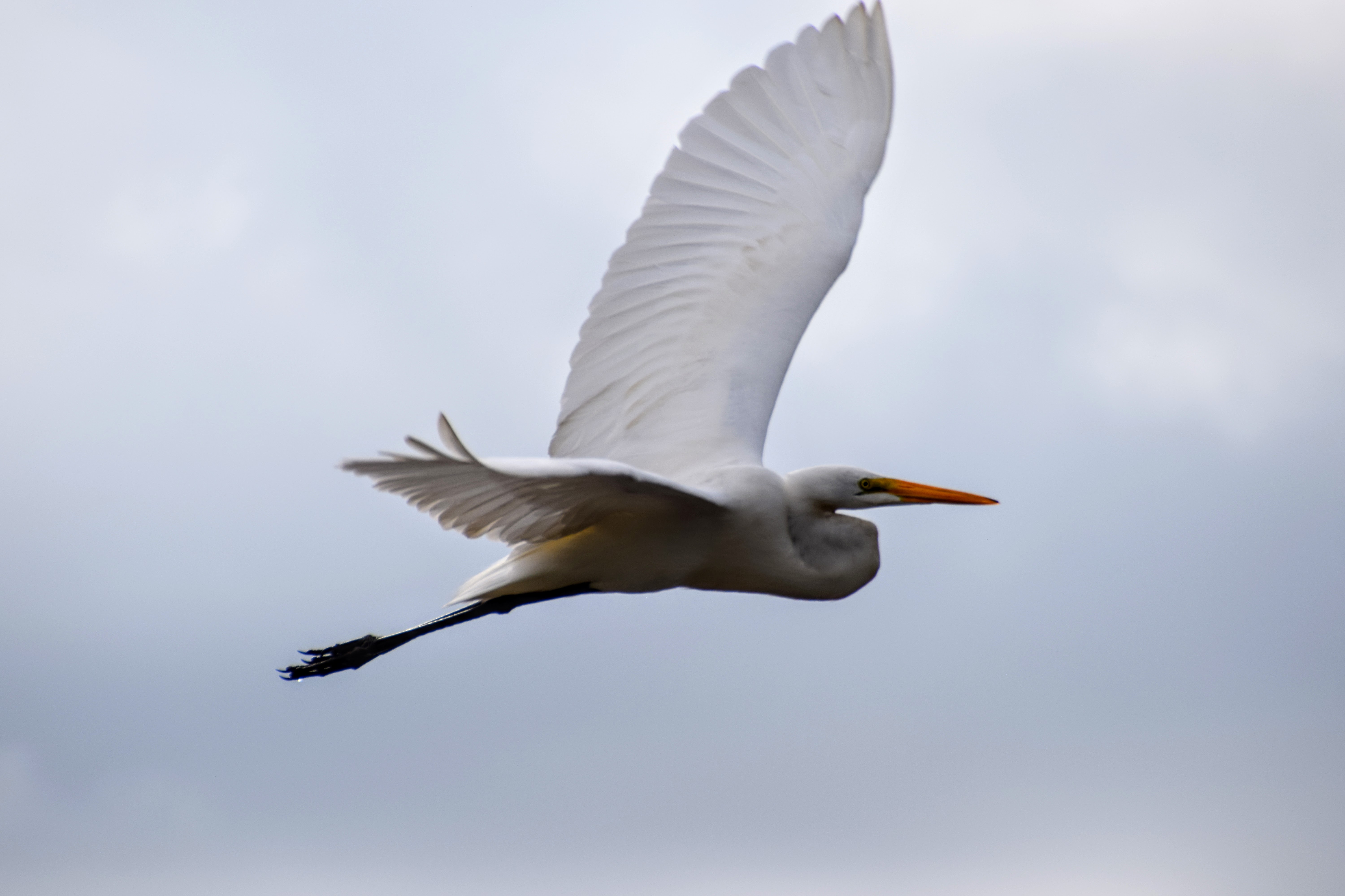 great-egret