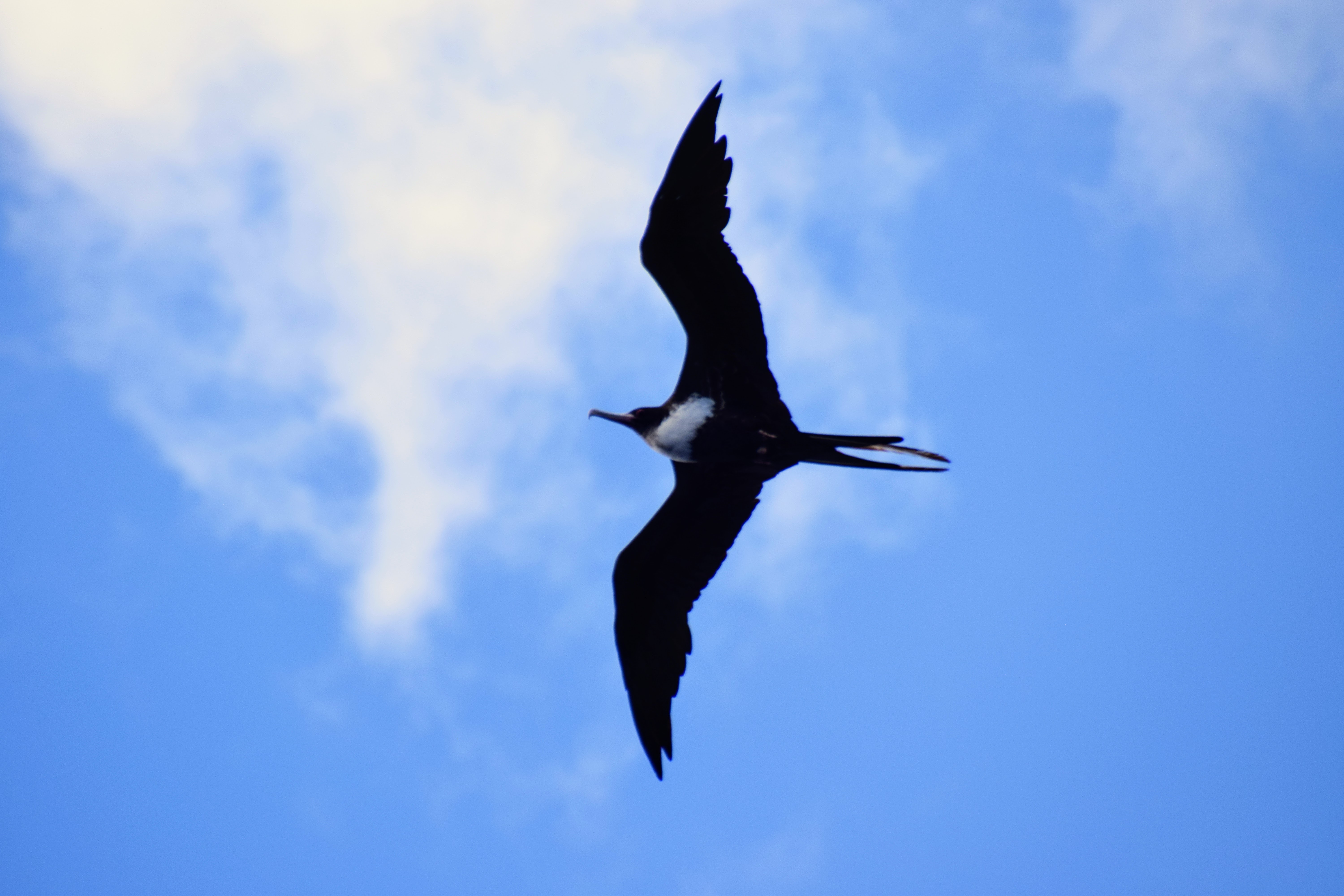 Dinosaur Photography 11: Hawai'i Birds