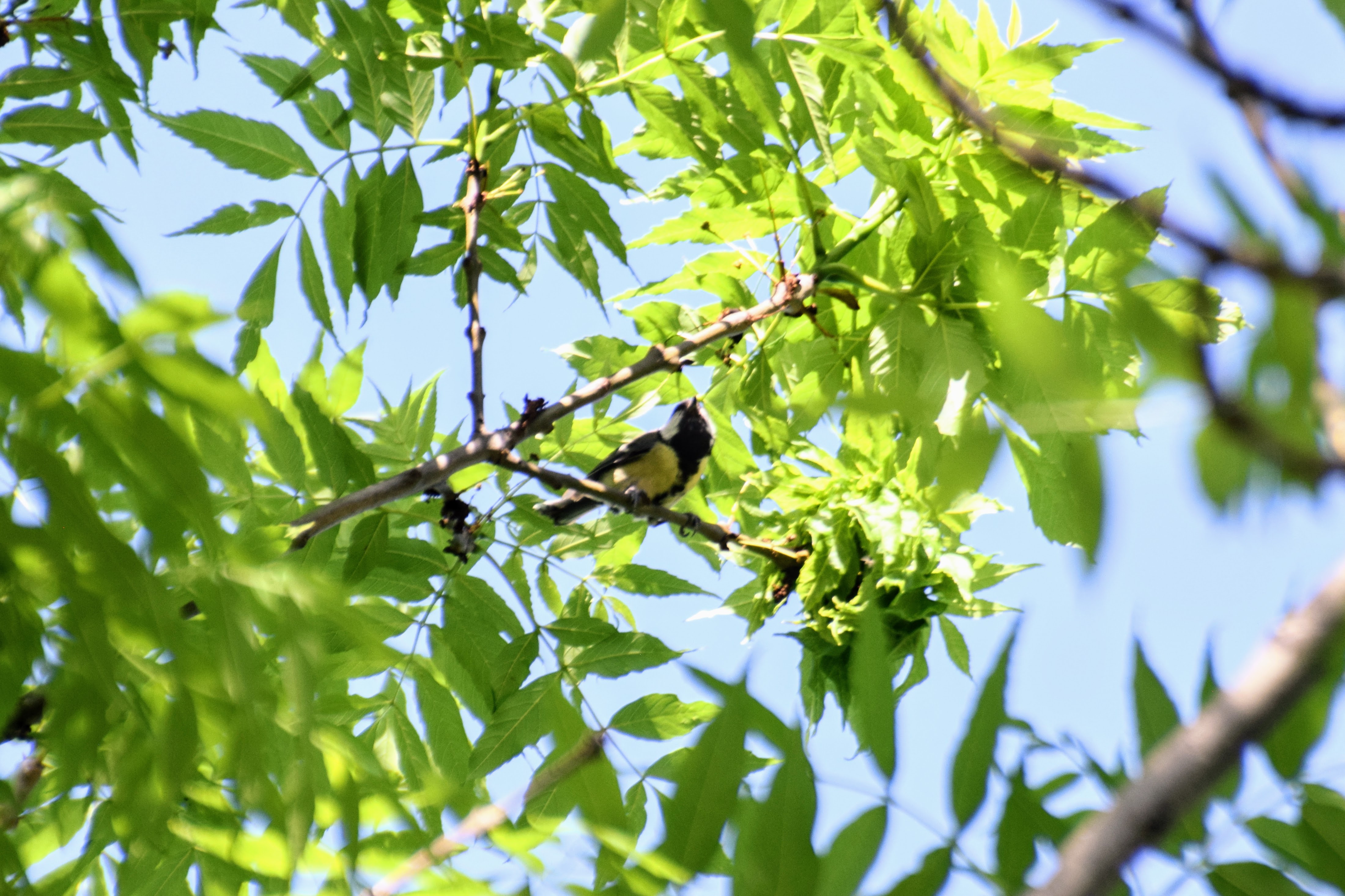 greattit