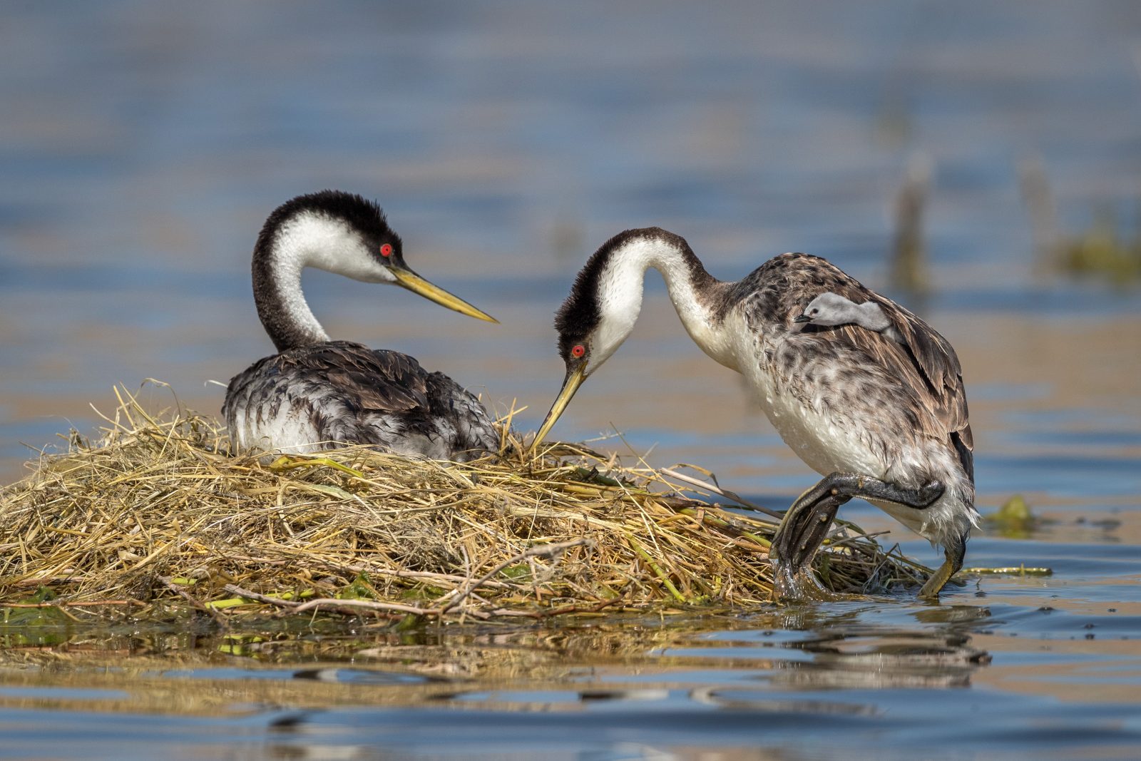 grebe-nest