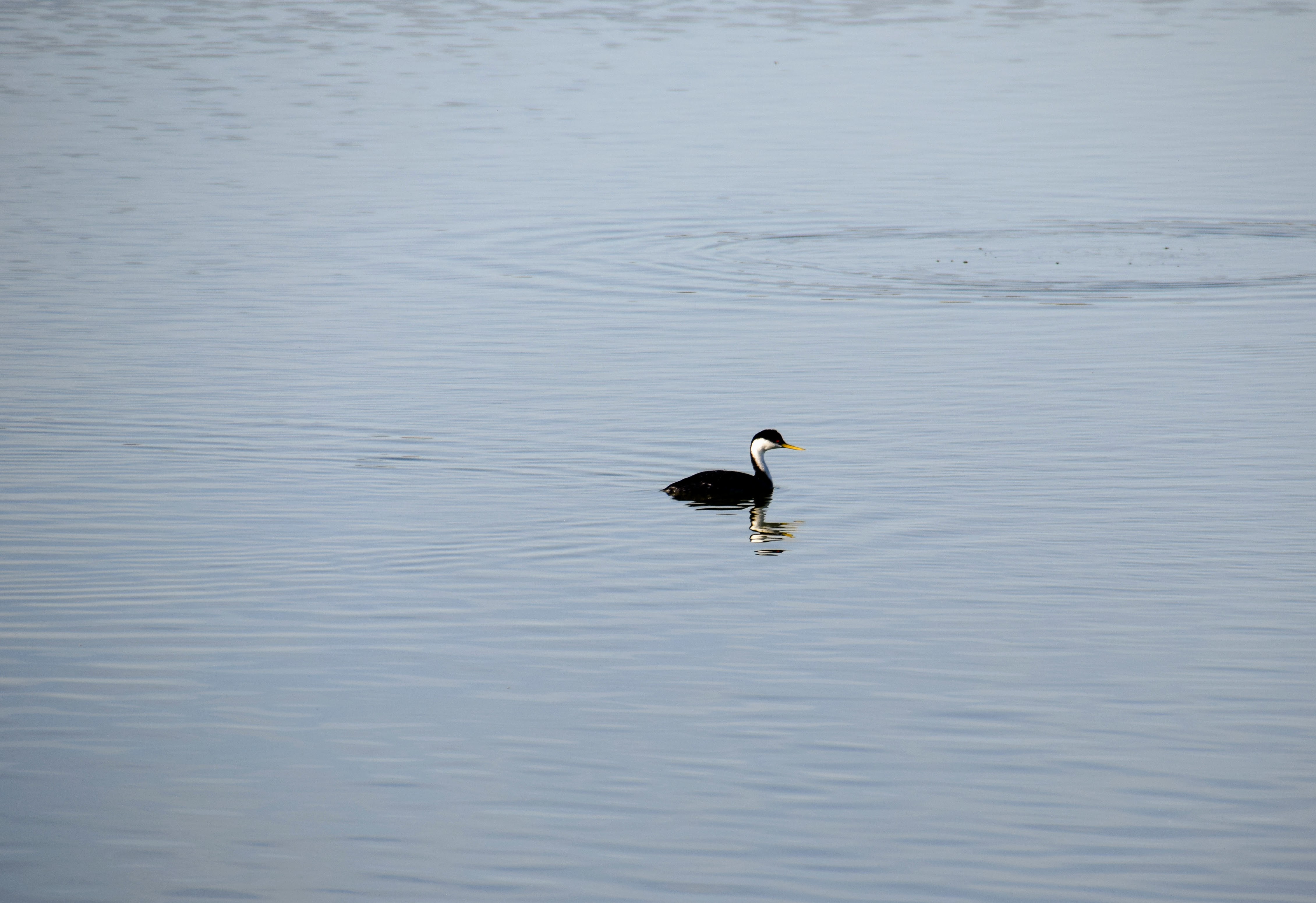 grebe