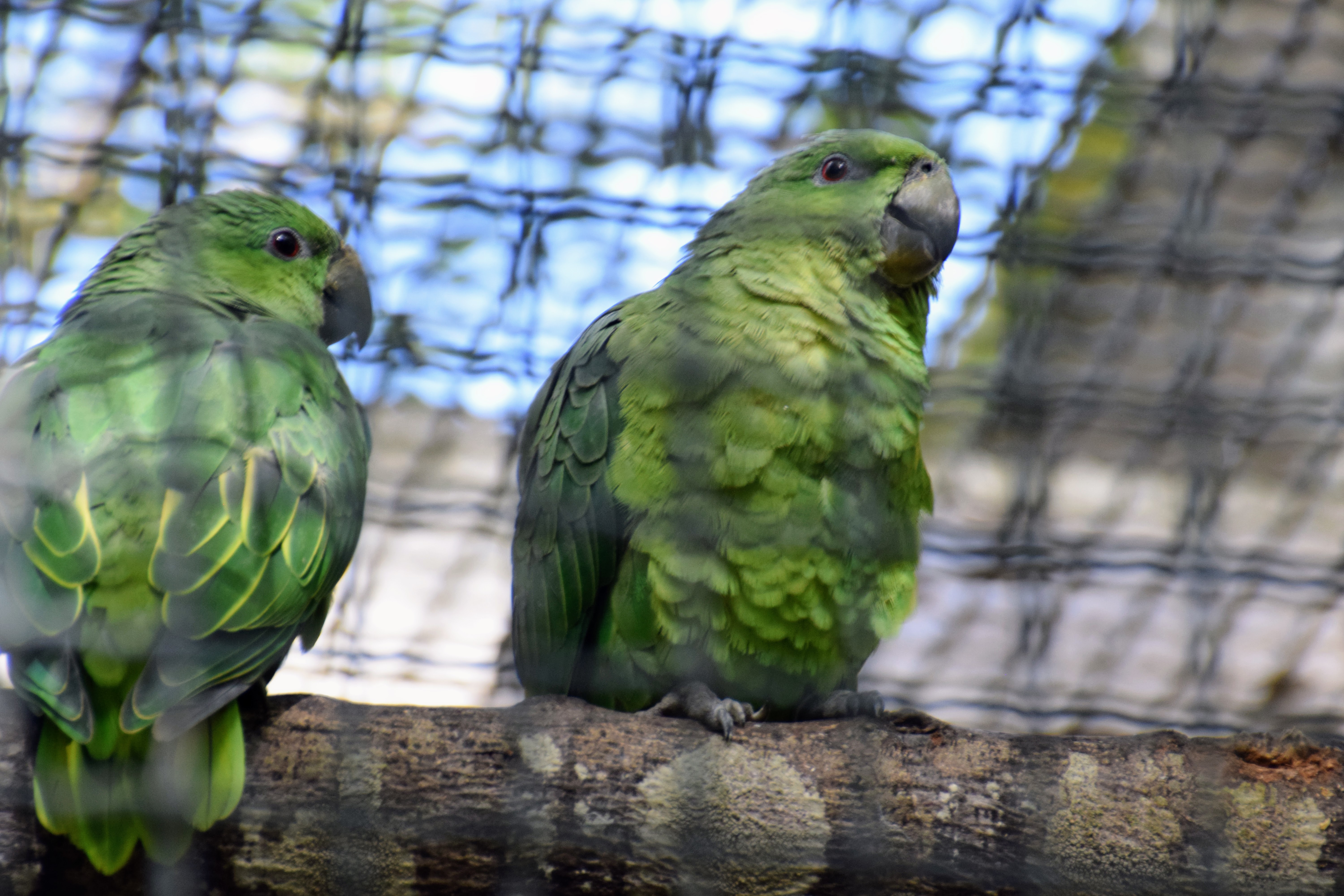 green-parrot