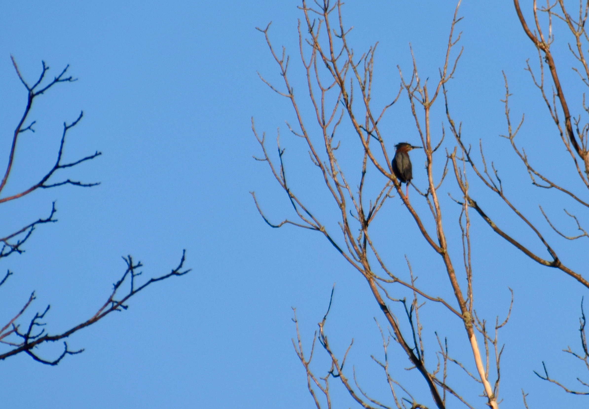 greenheron