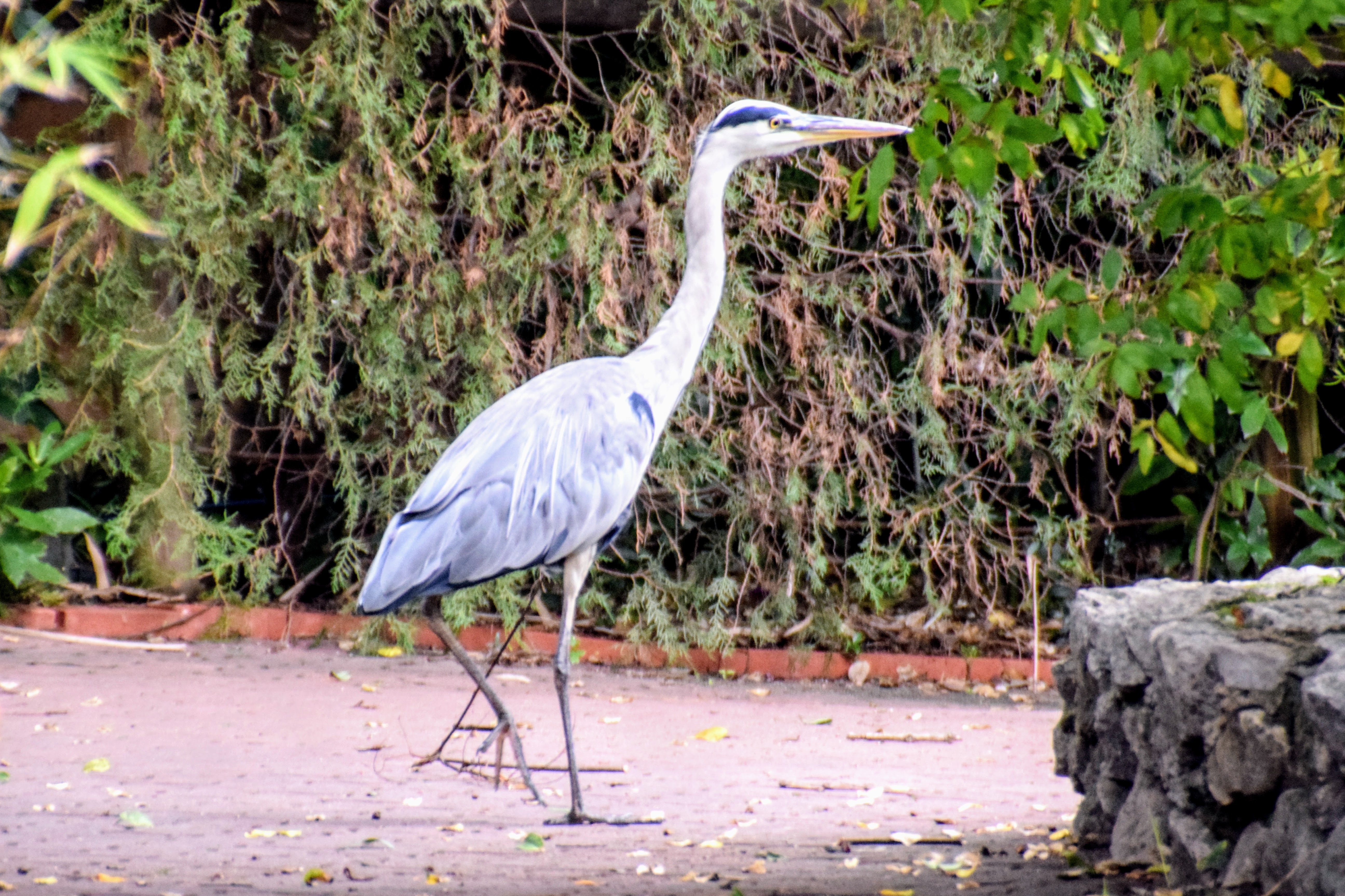 grey-heron