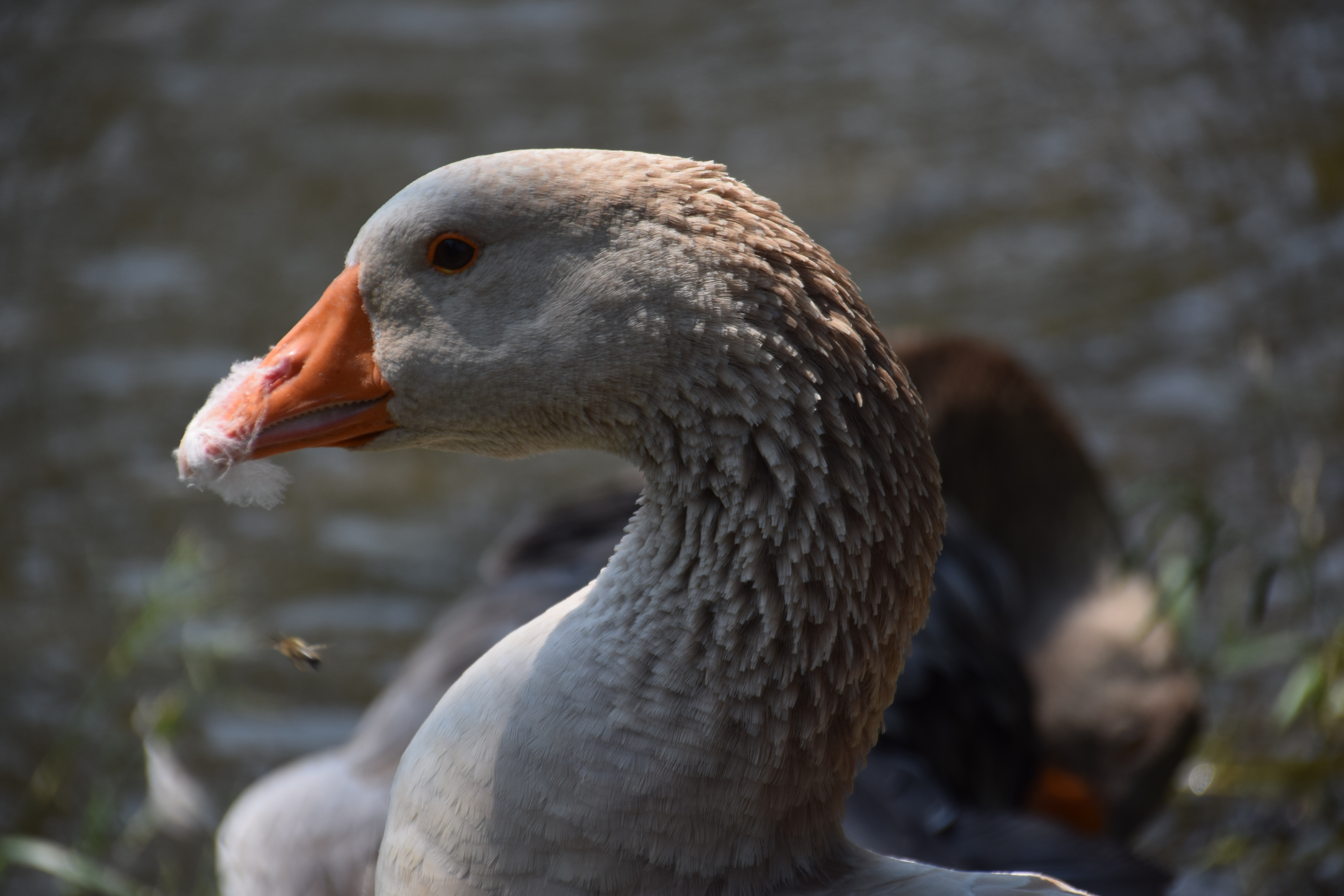 greylag