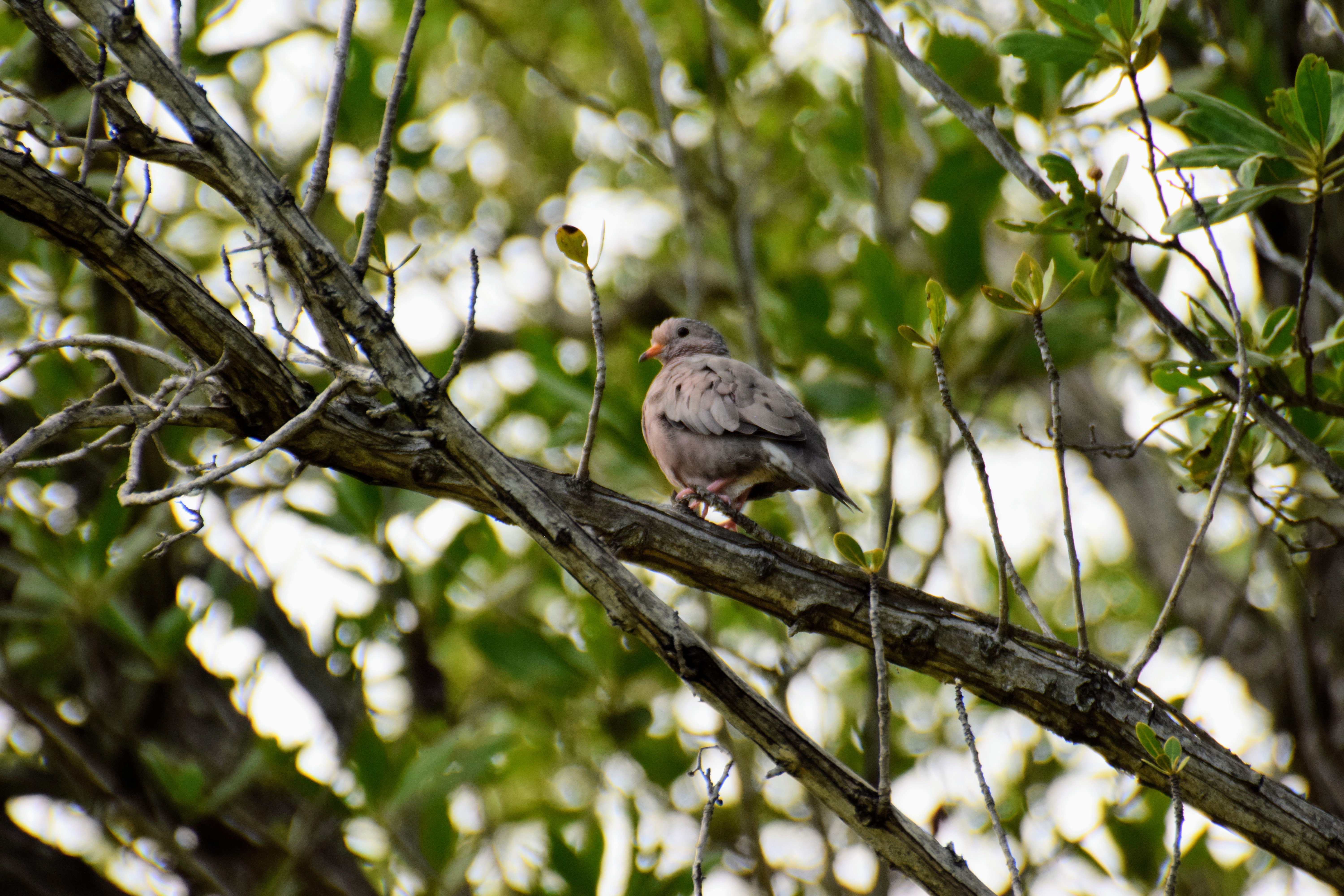 ground-dove