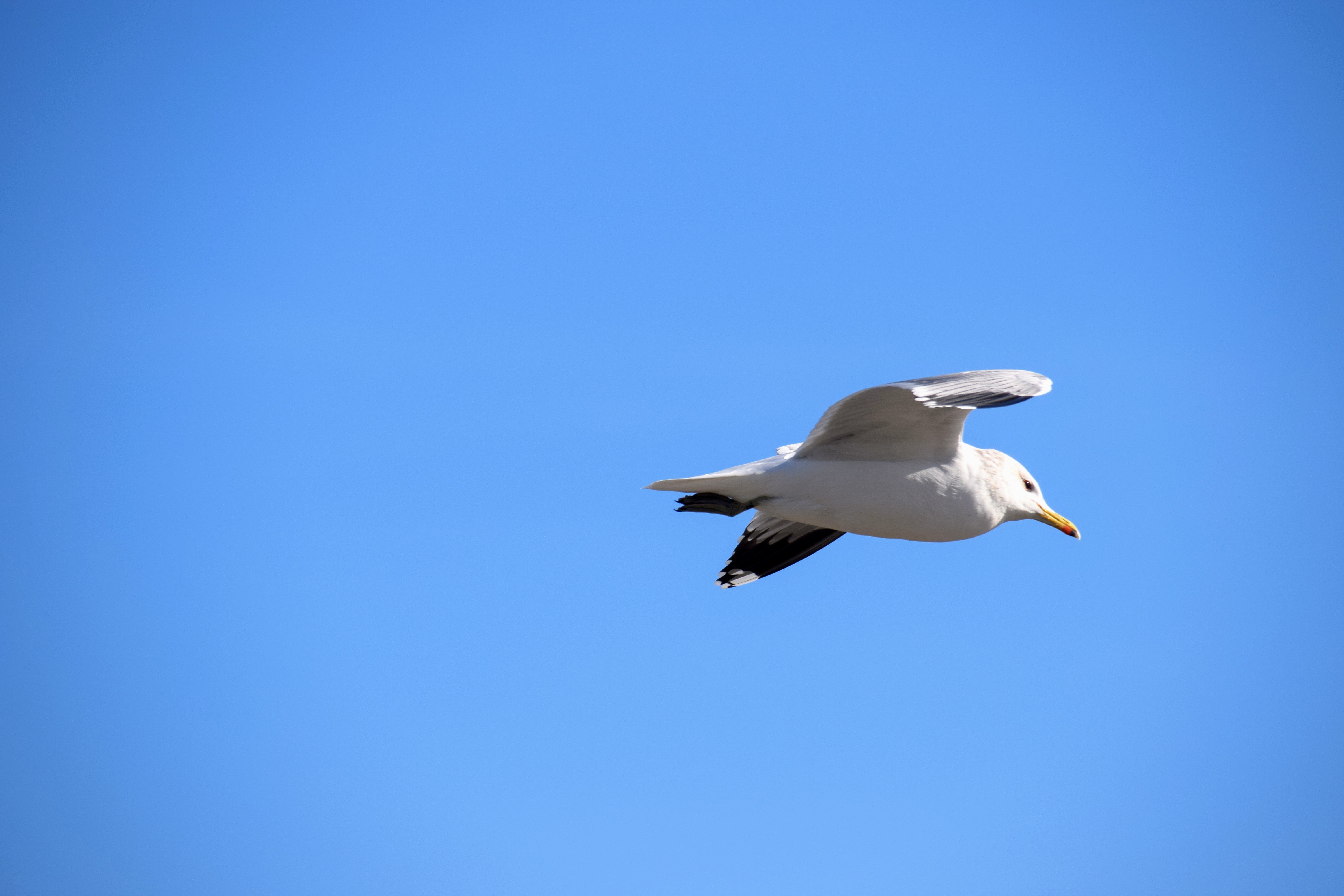 gull2