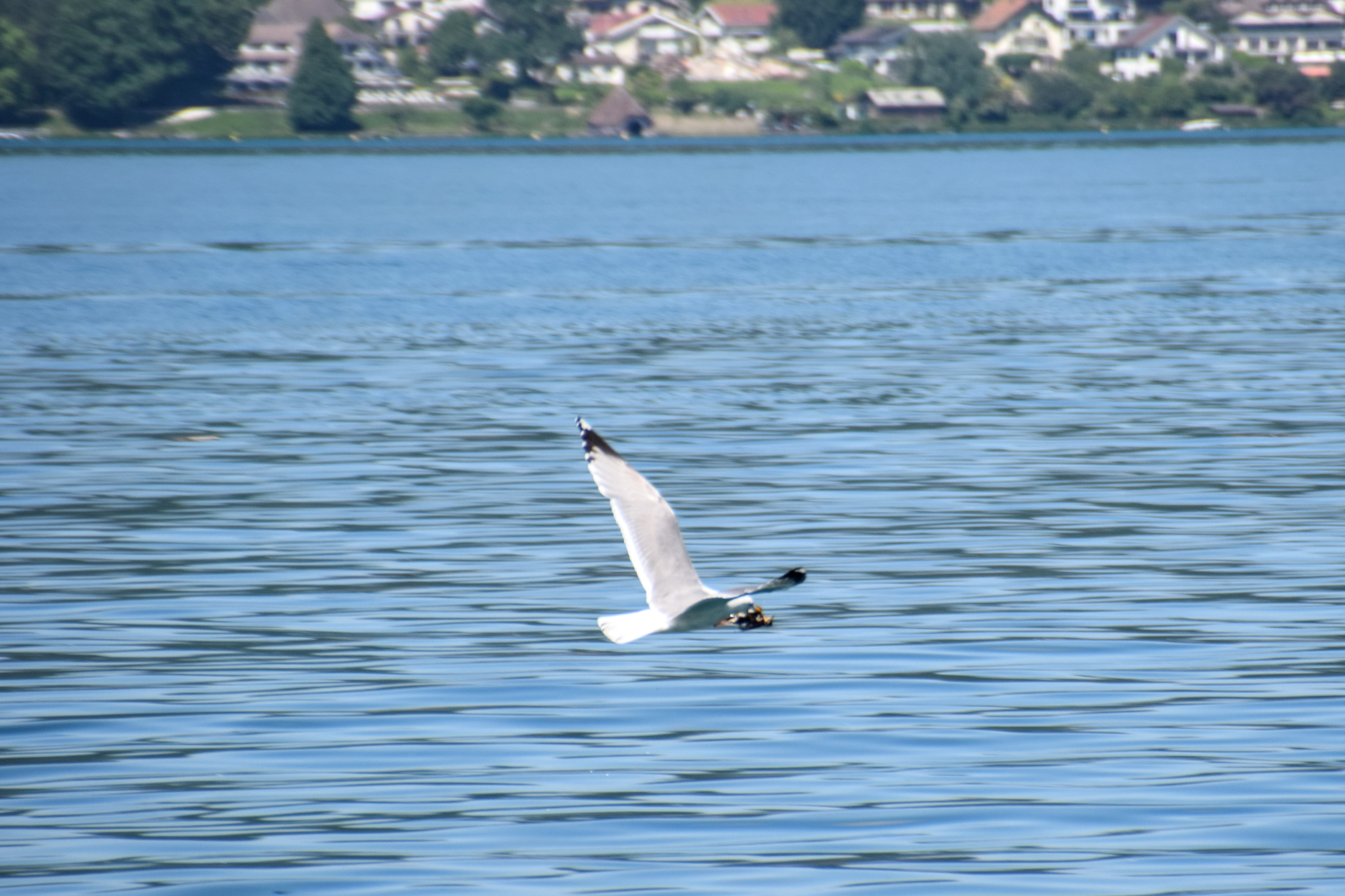 gull