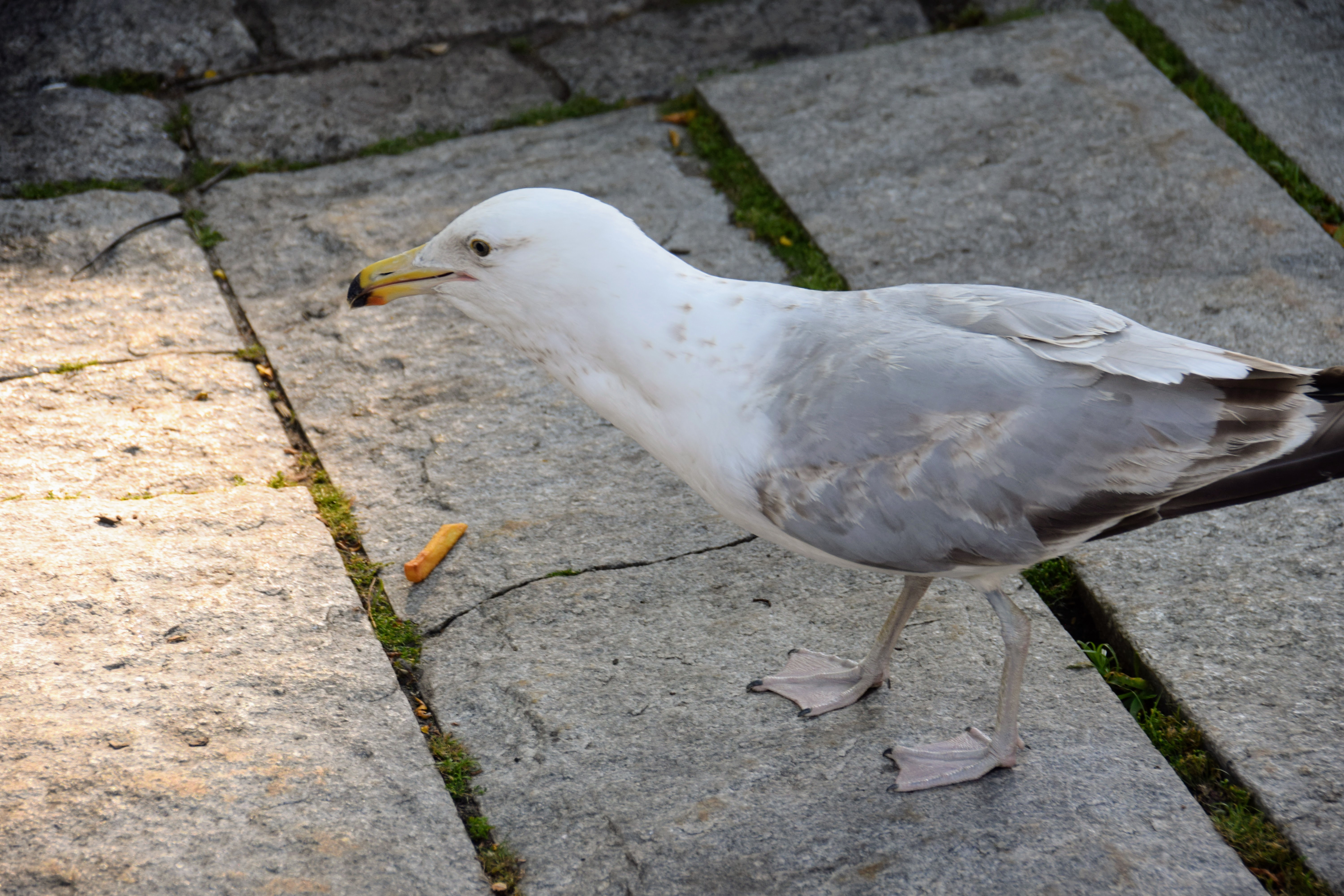 gull