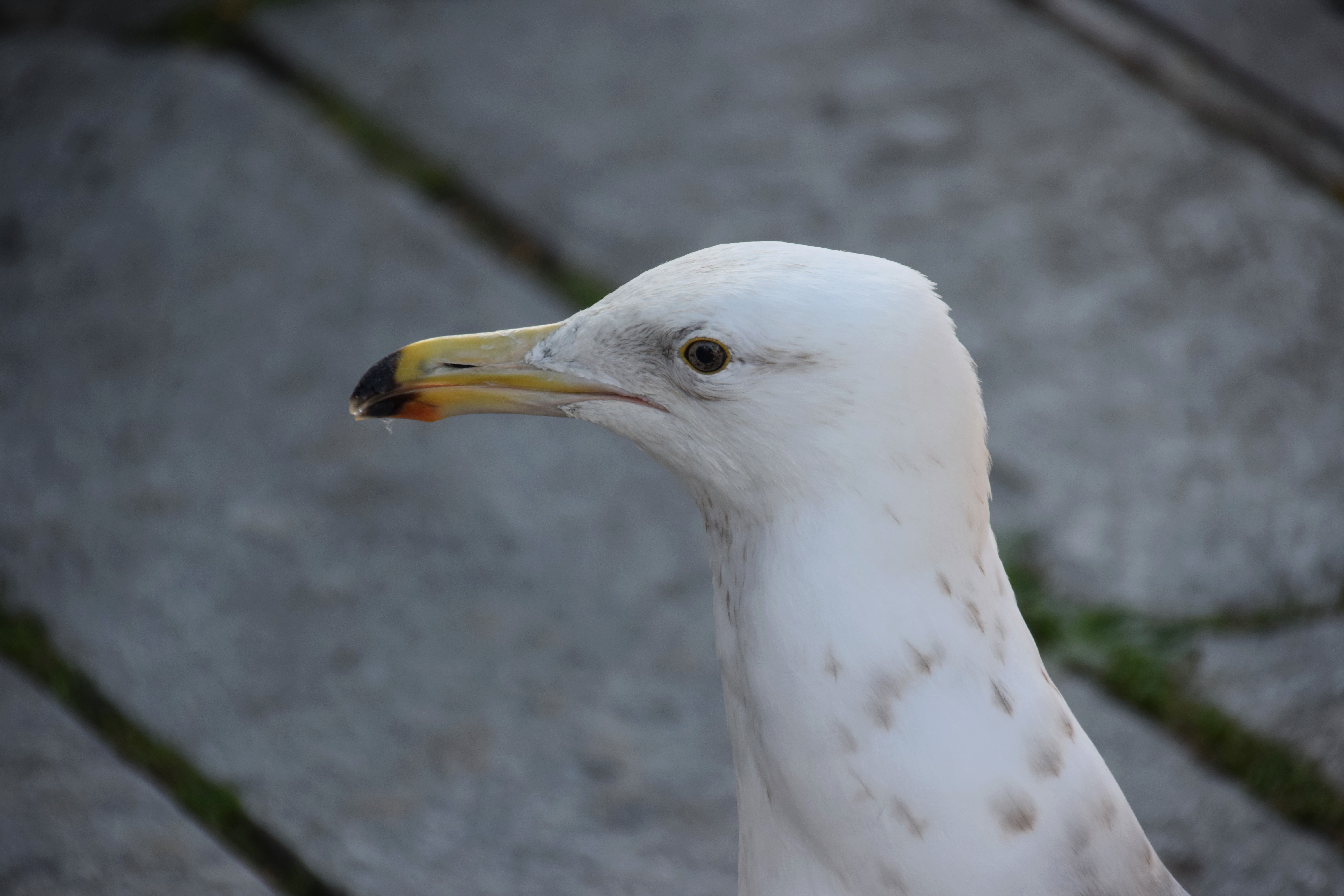 gull2