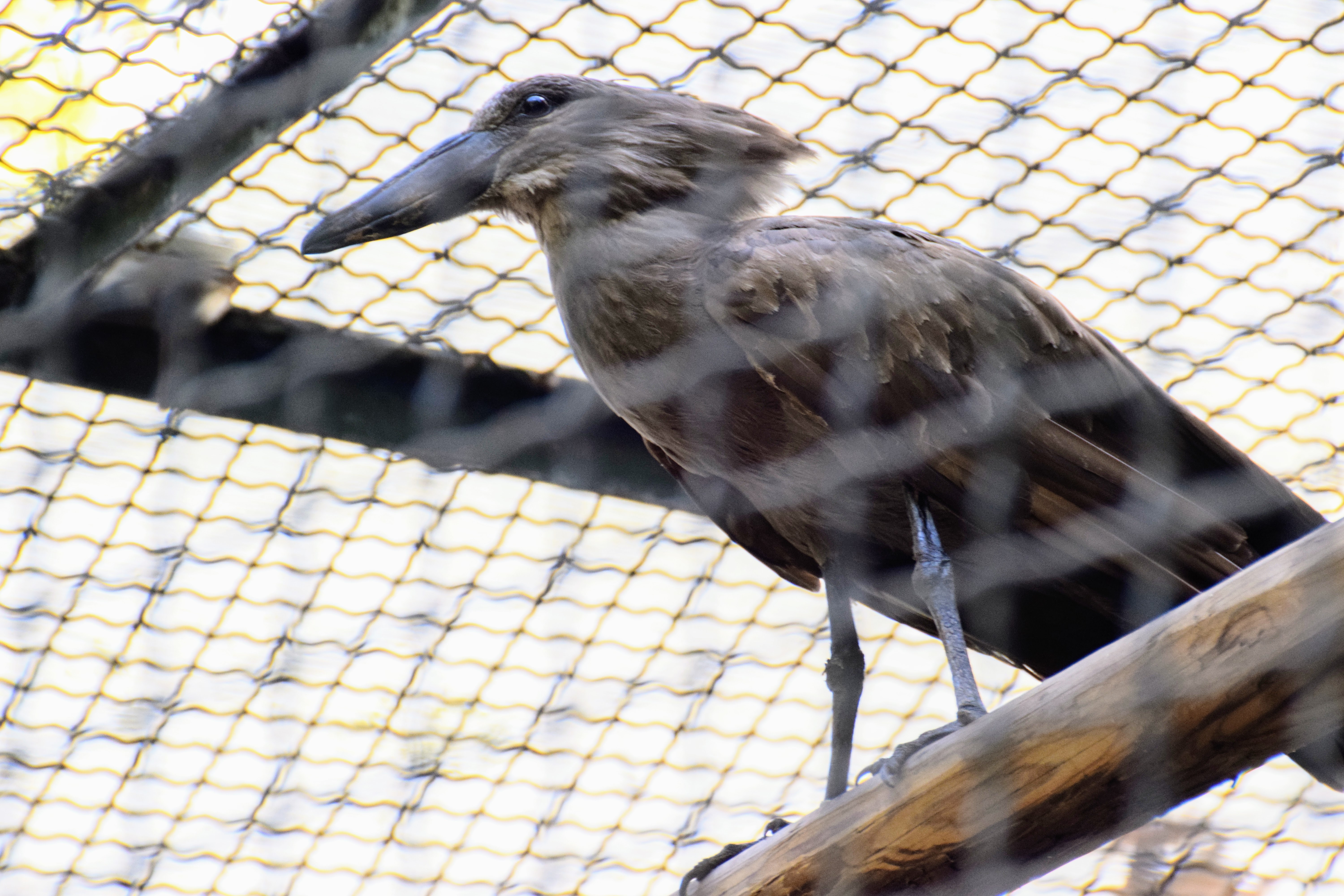 hamerkop