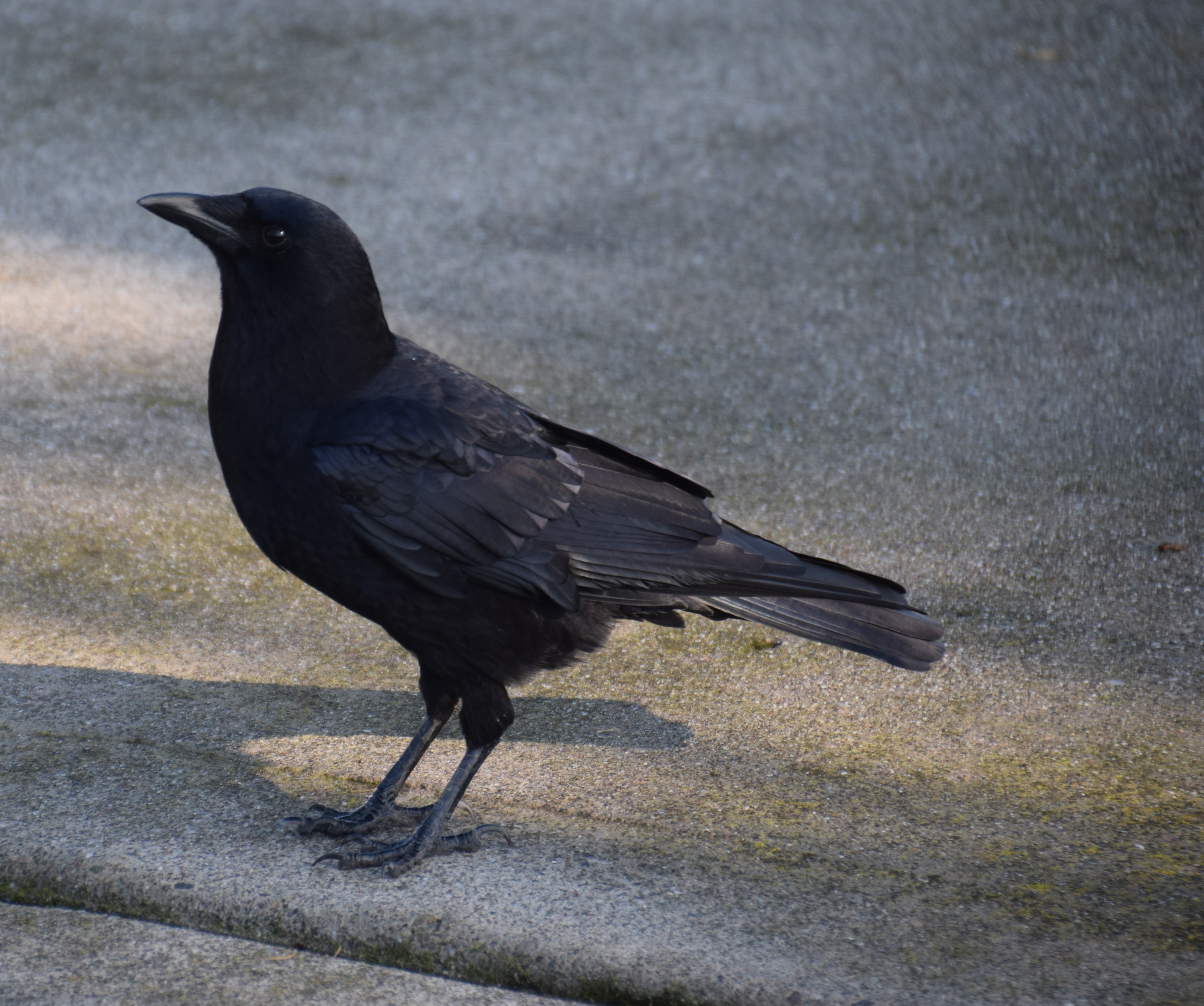 handsome-crow