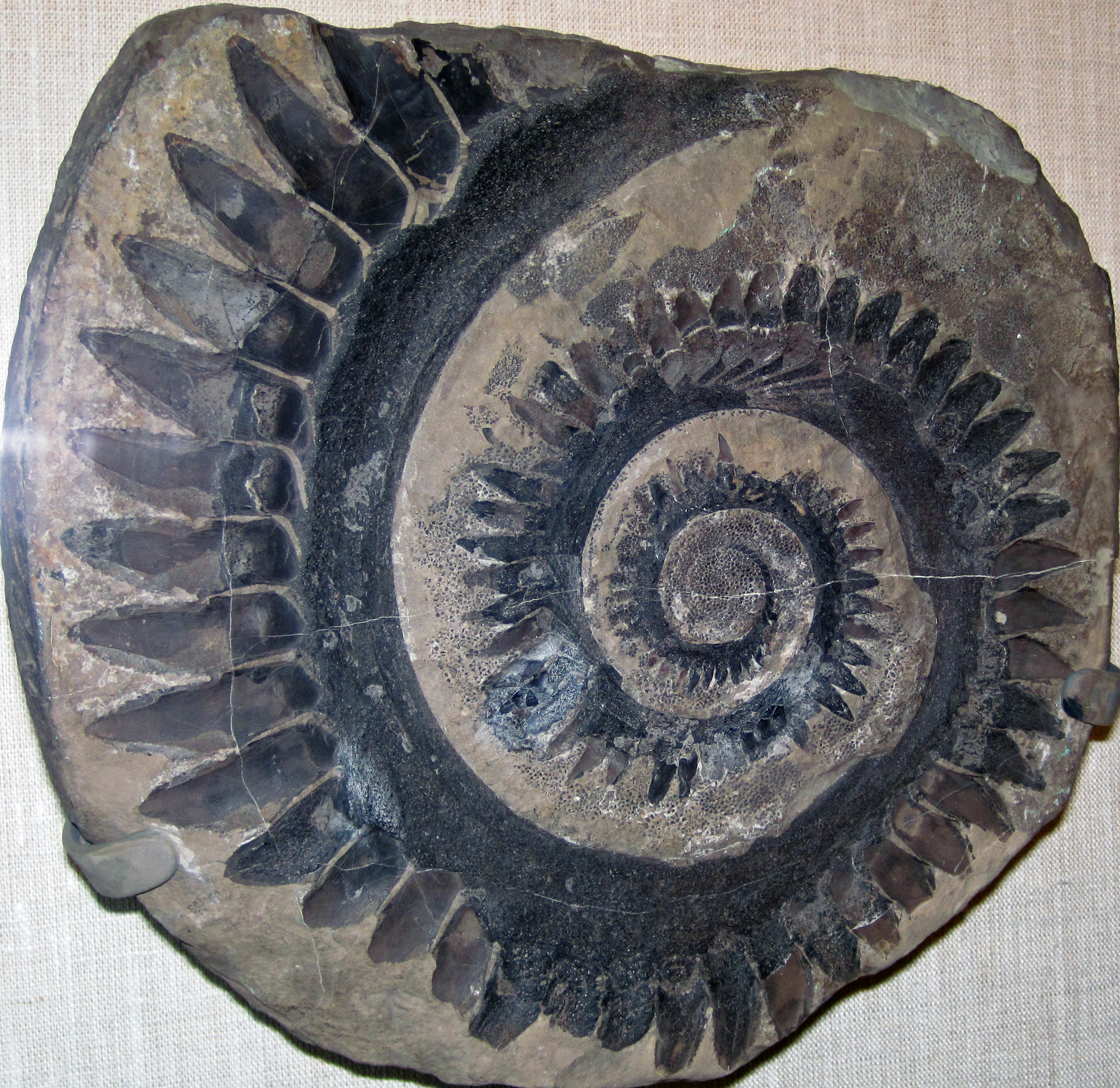 helicoprion-1