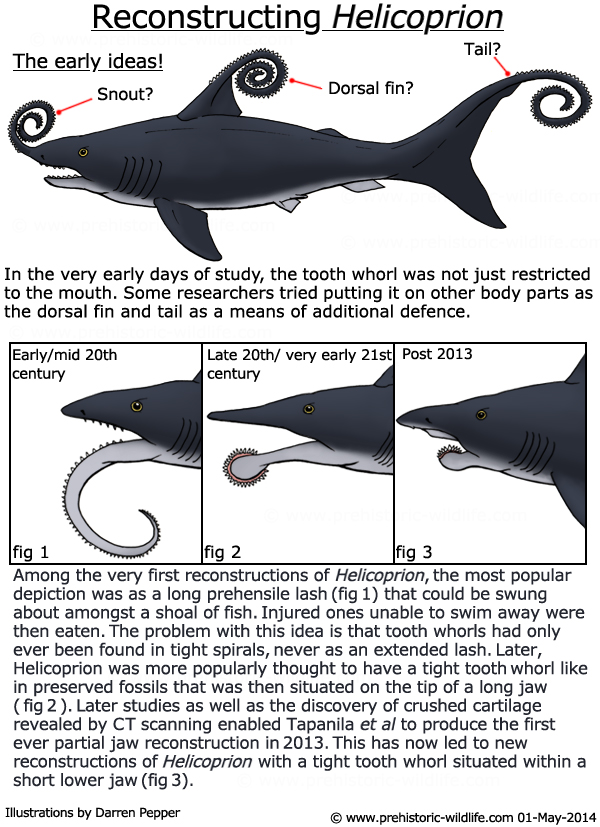 helicoprion-2
