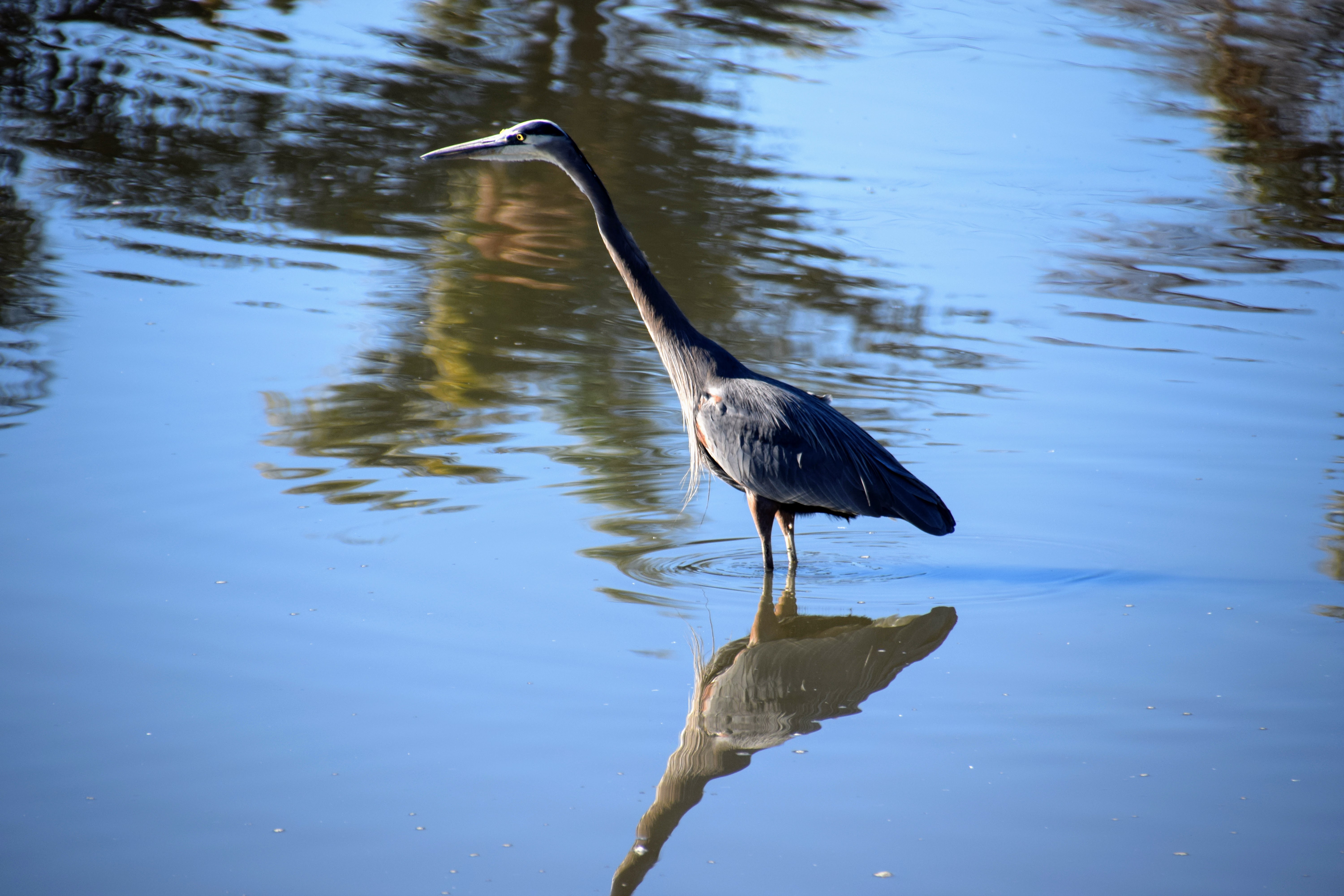 heron