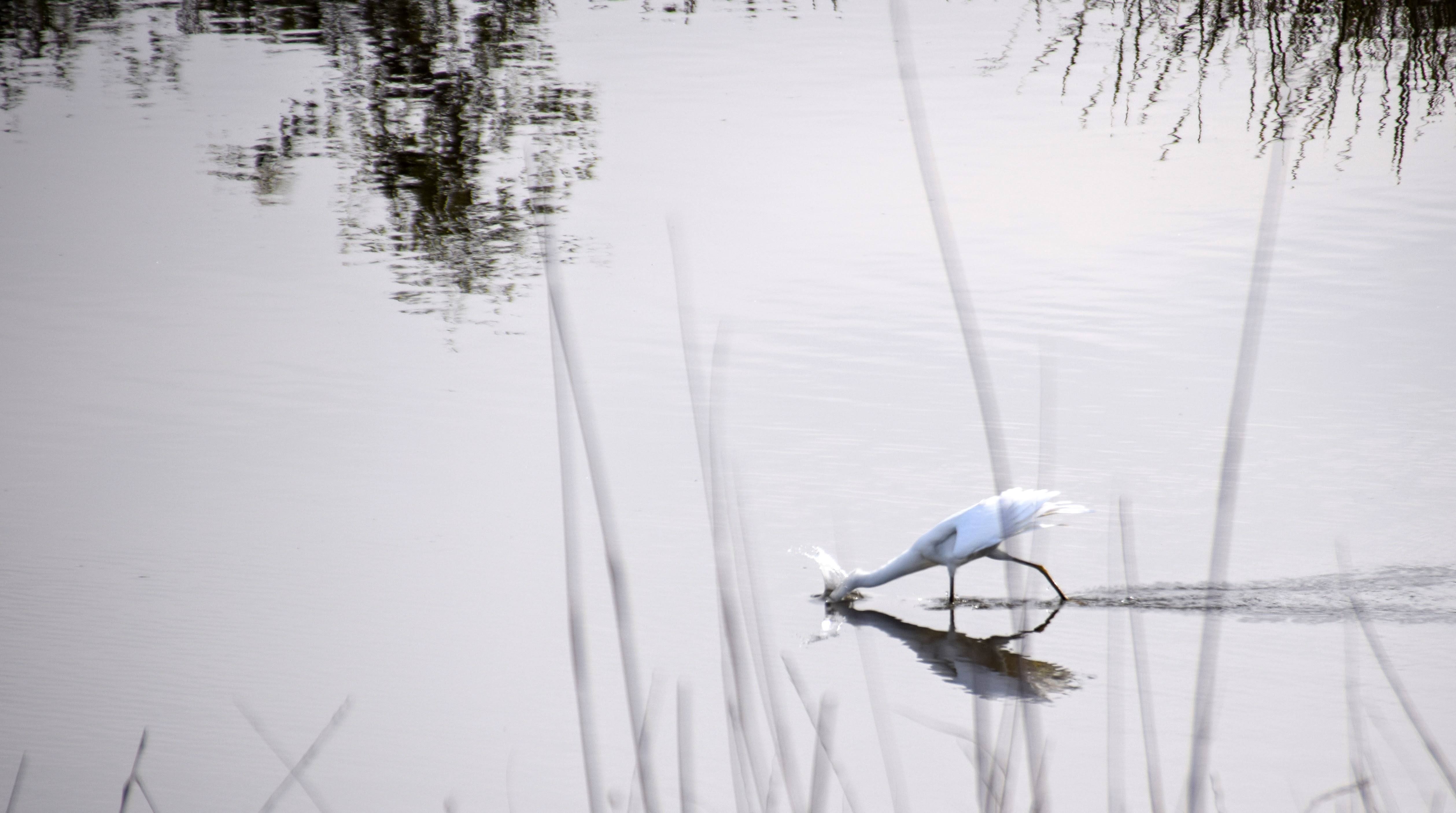 heron-striking