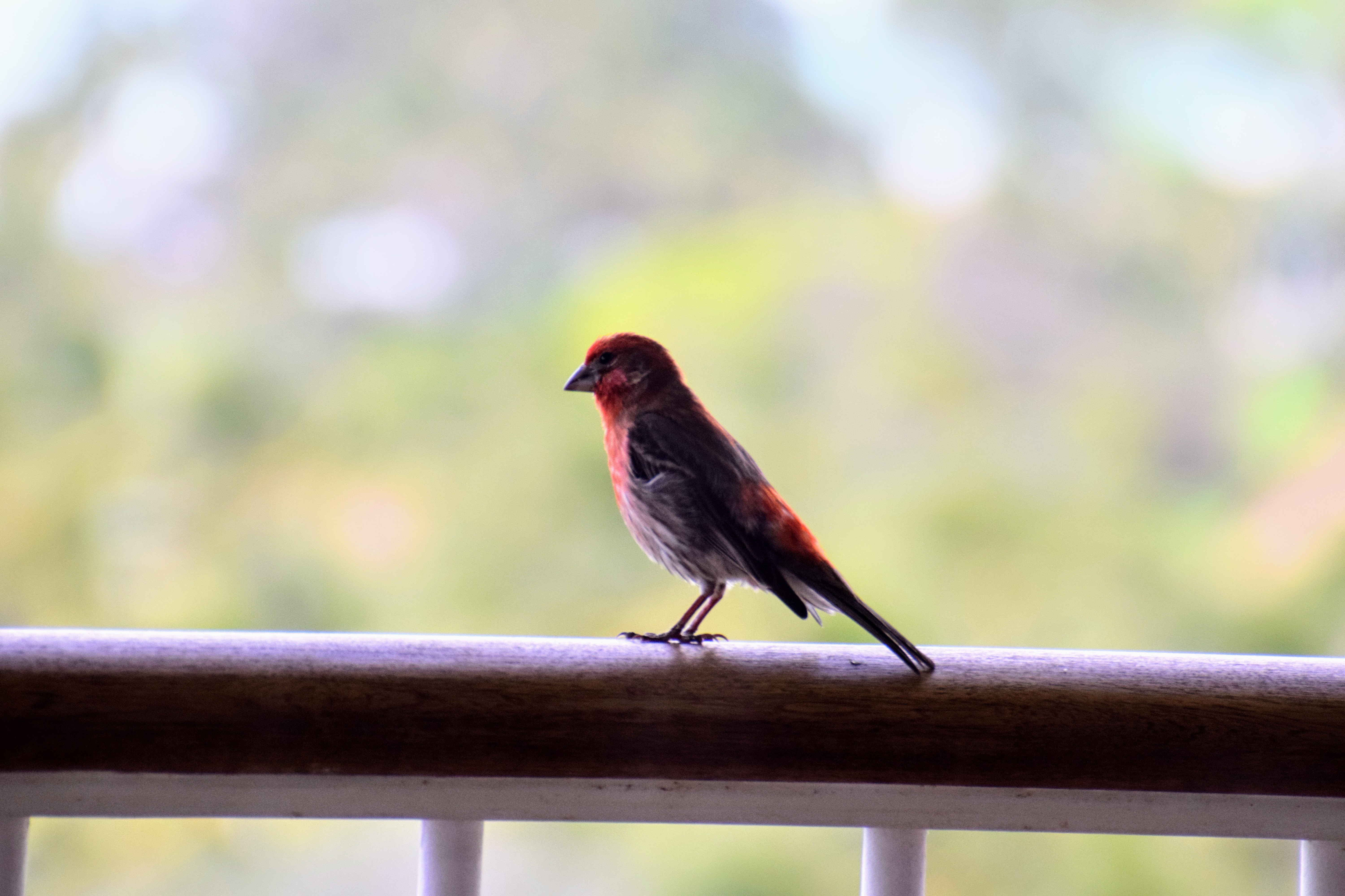 house-finch