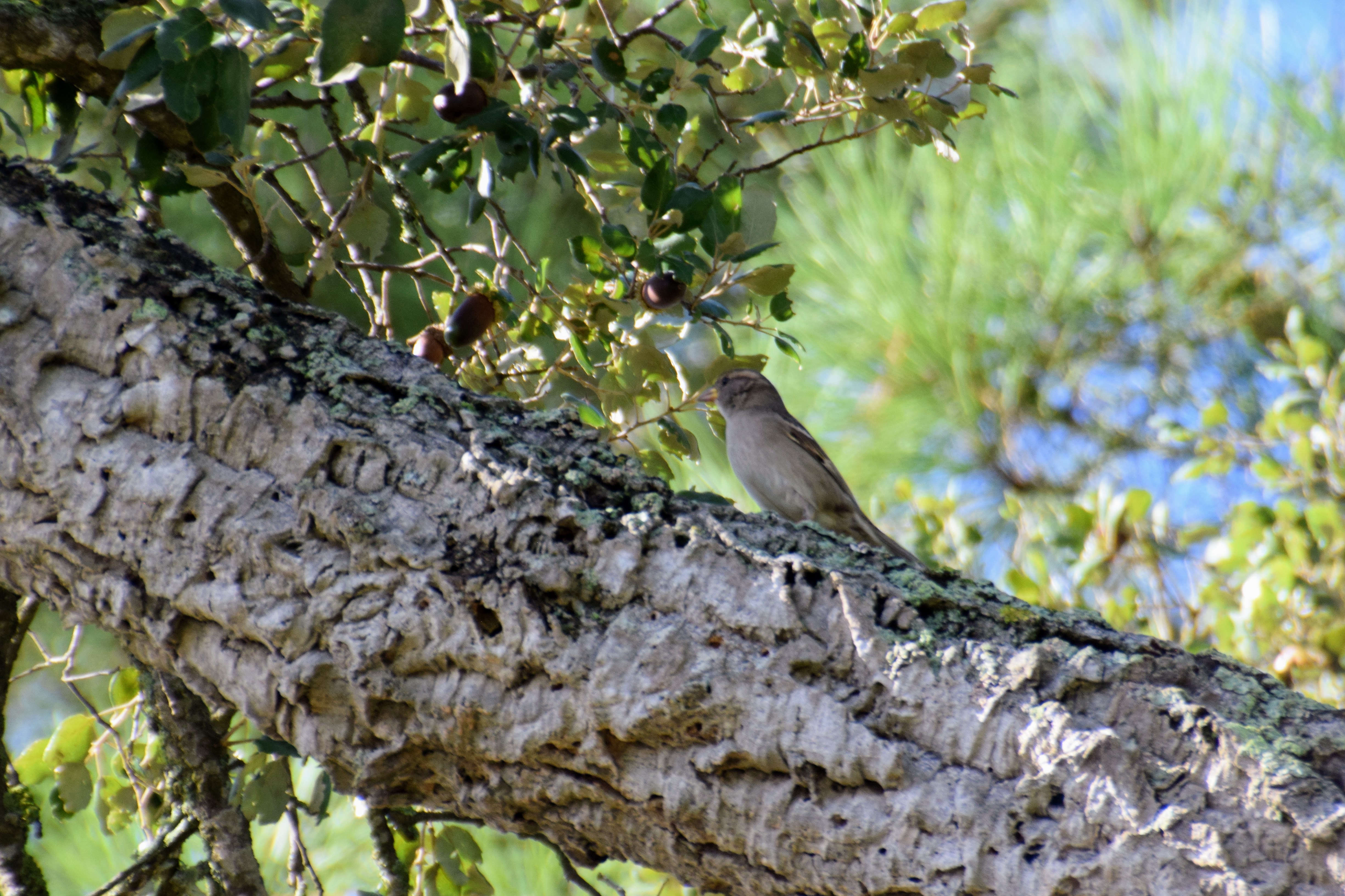 house-sparrow