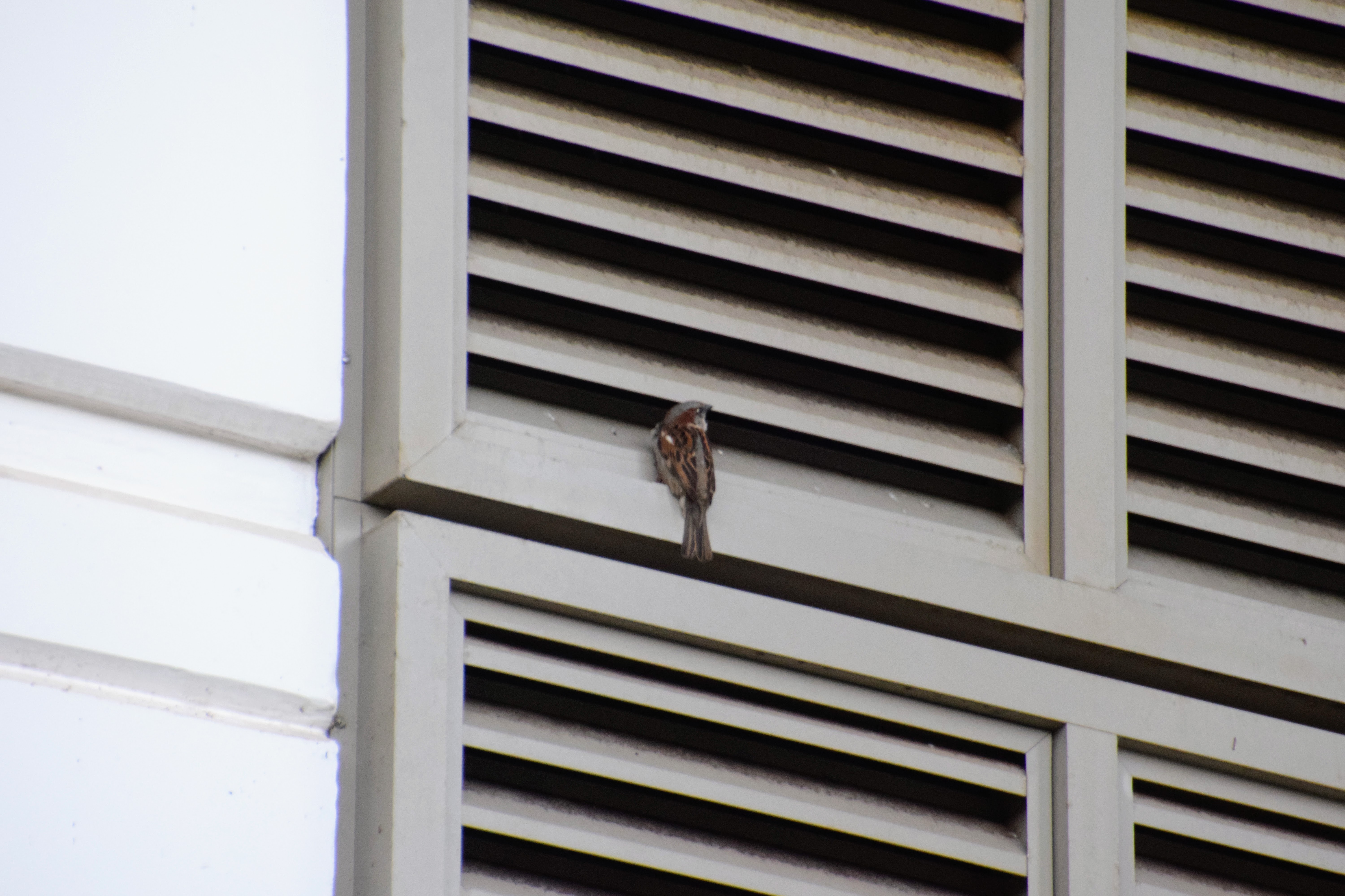 house-sparrow