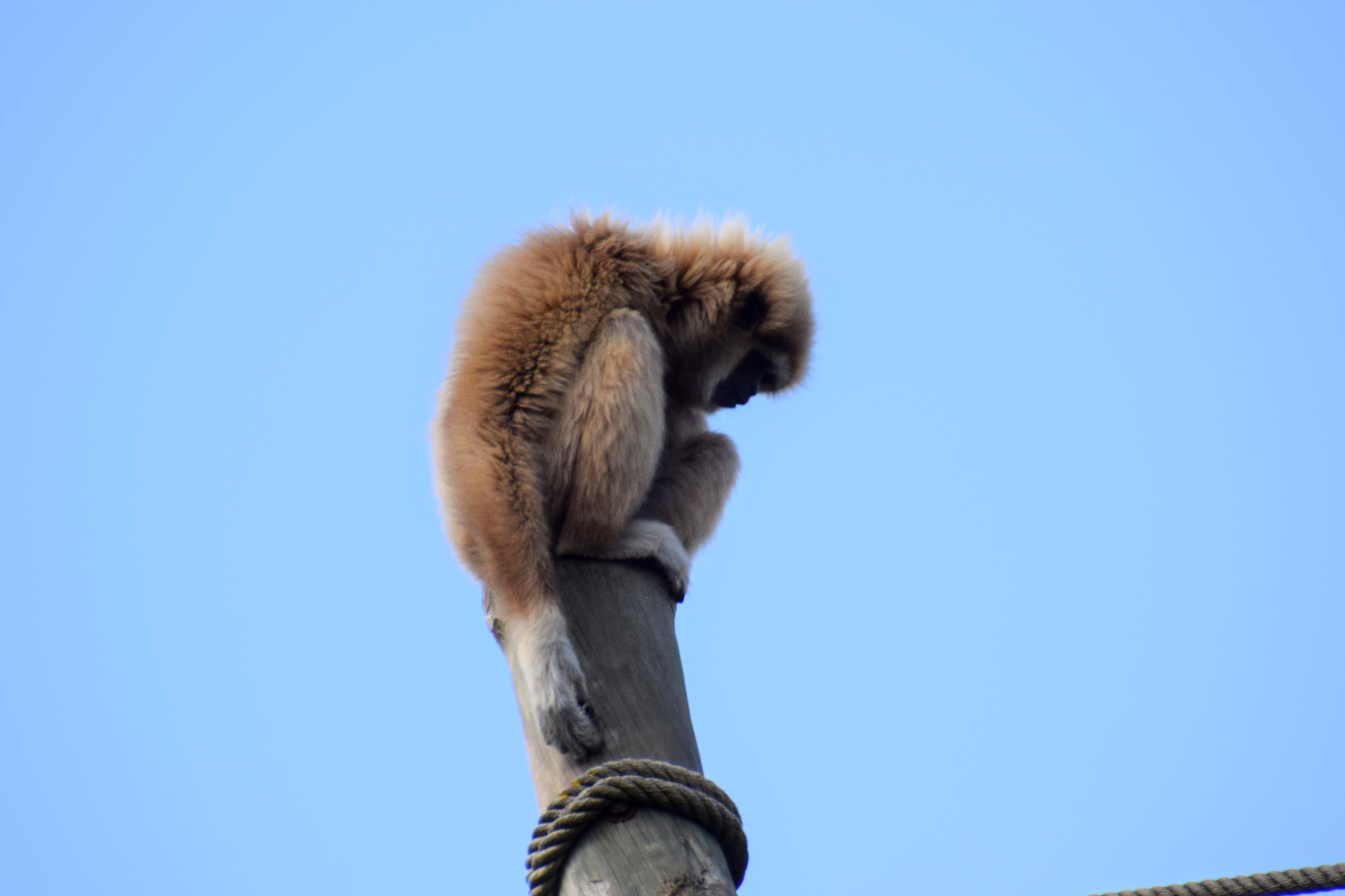 gibbon