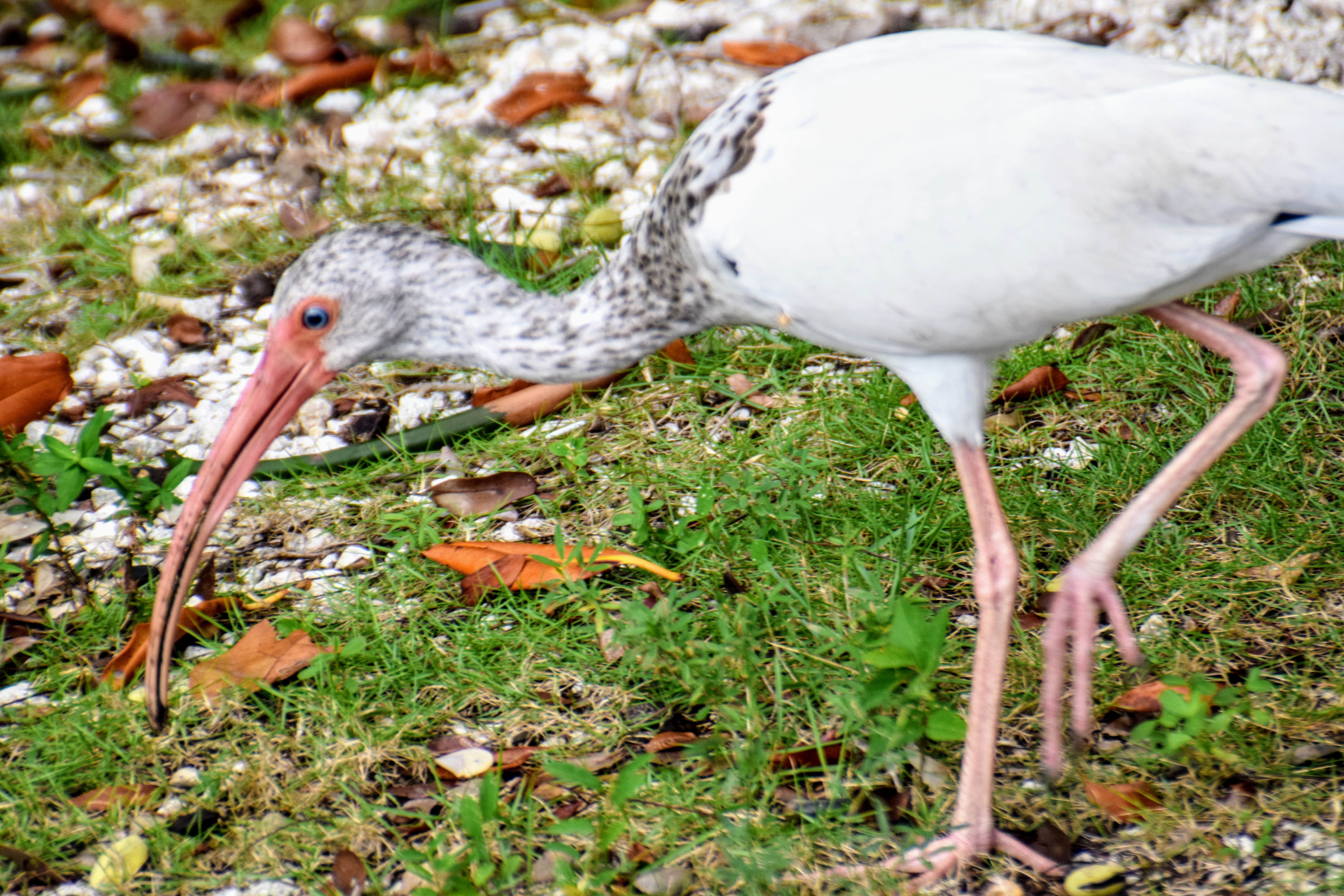 ibis