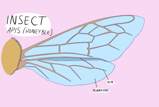 insect-wing