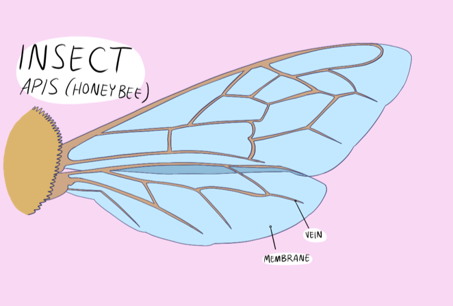 Wing Anatomy