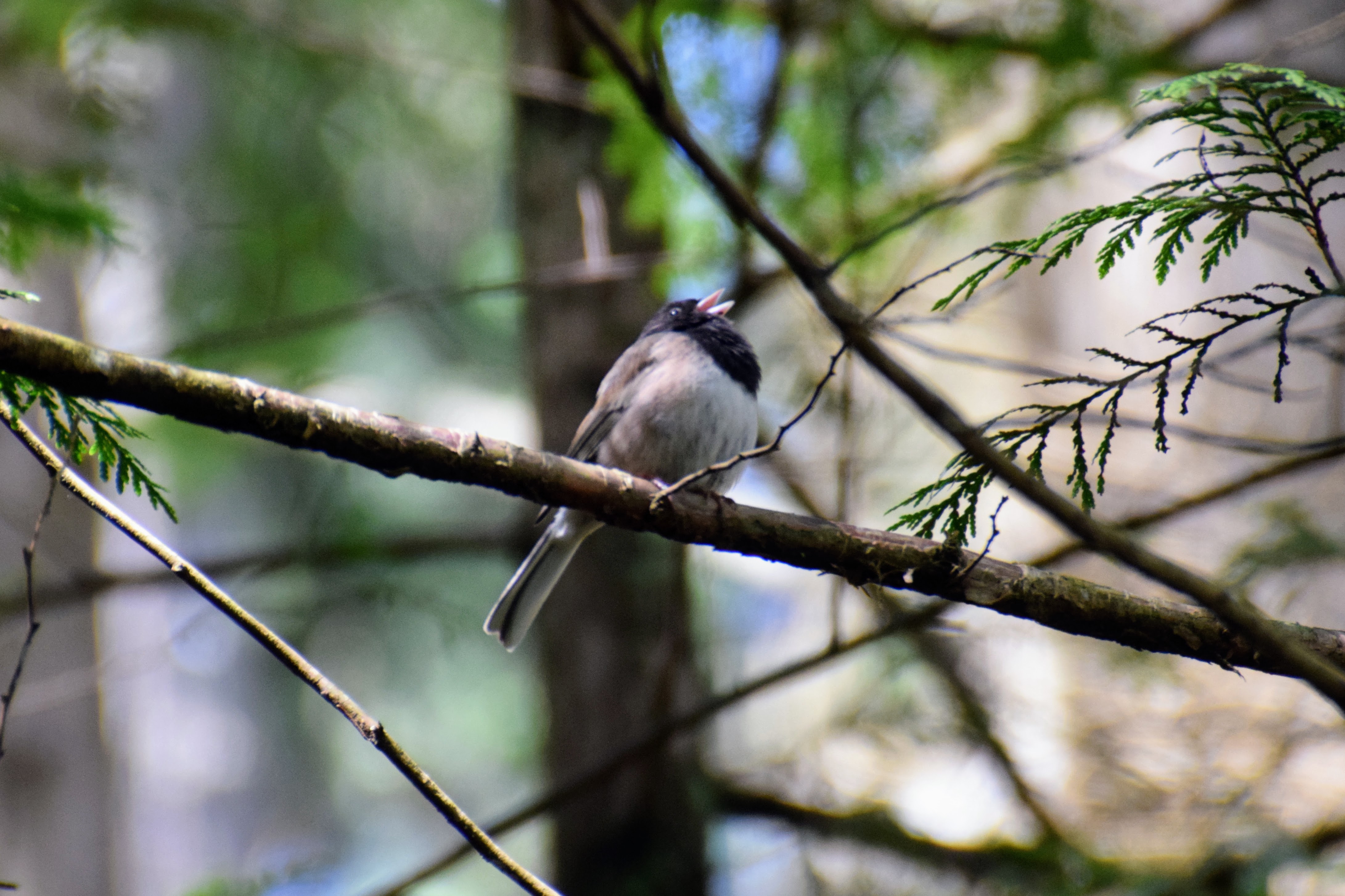 junco