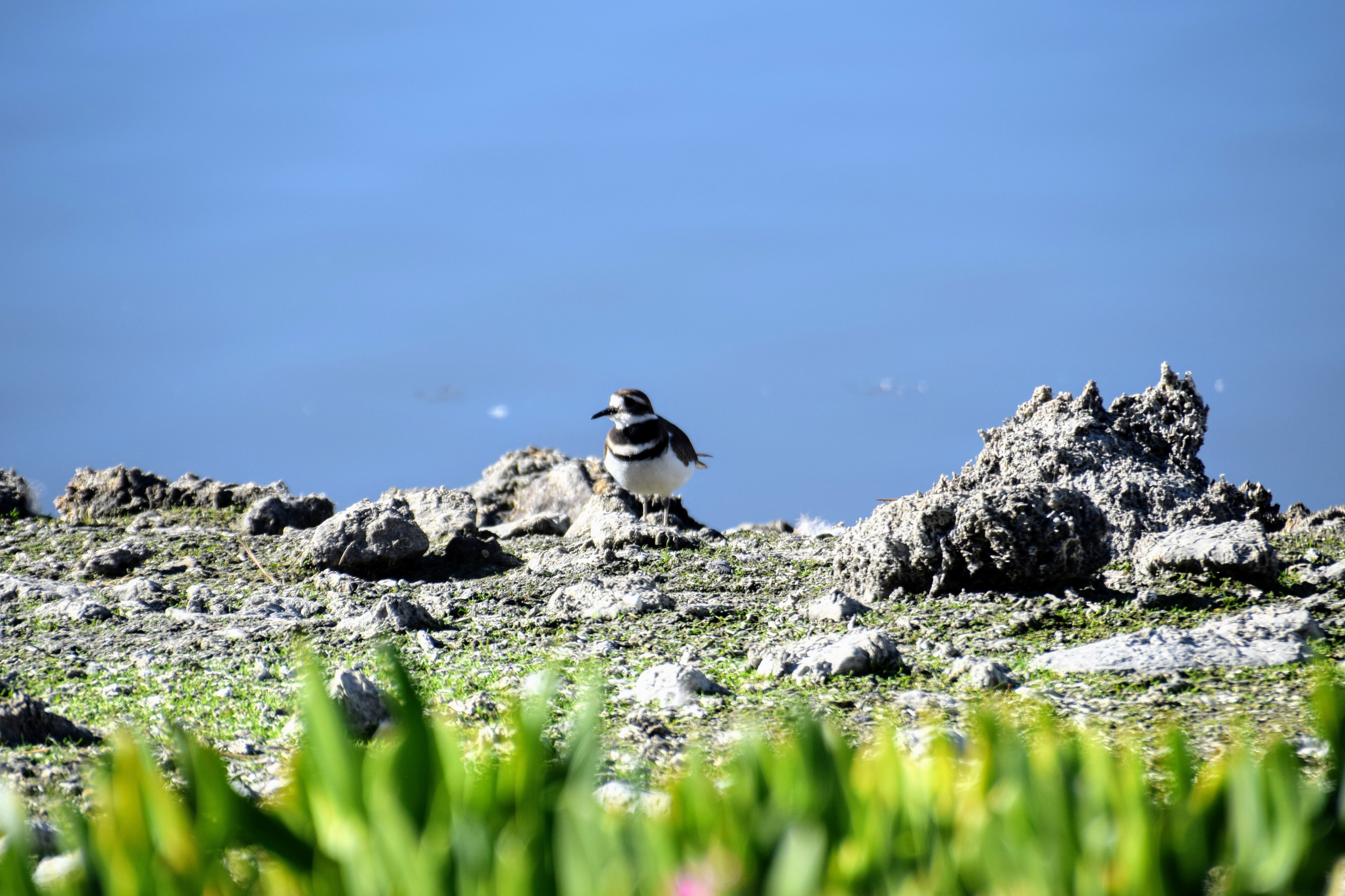 killdeer