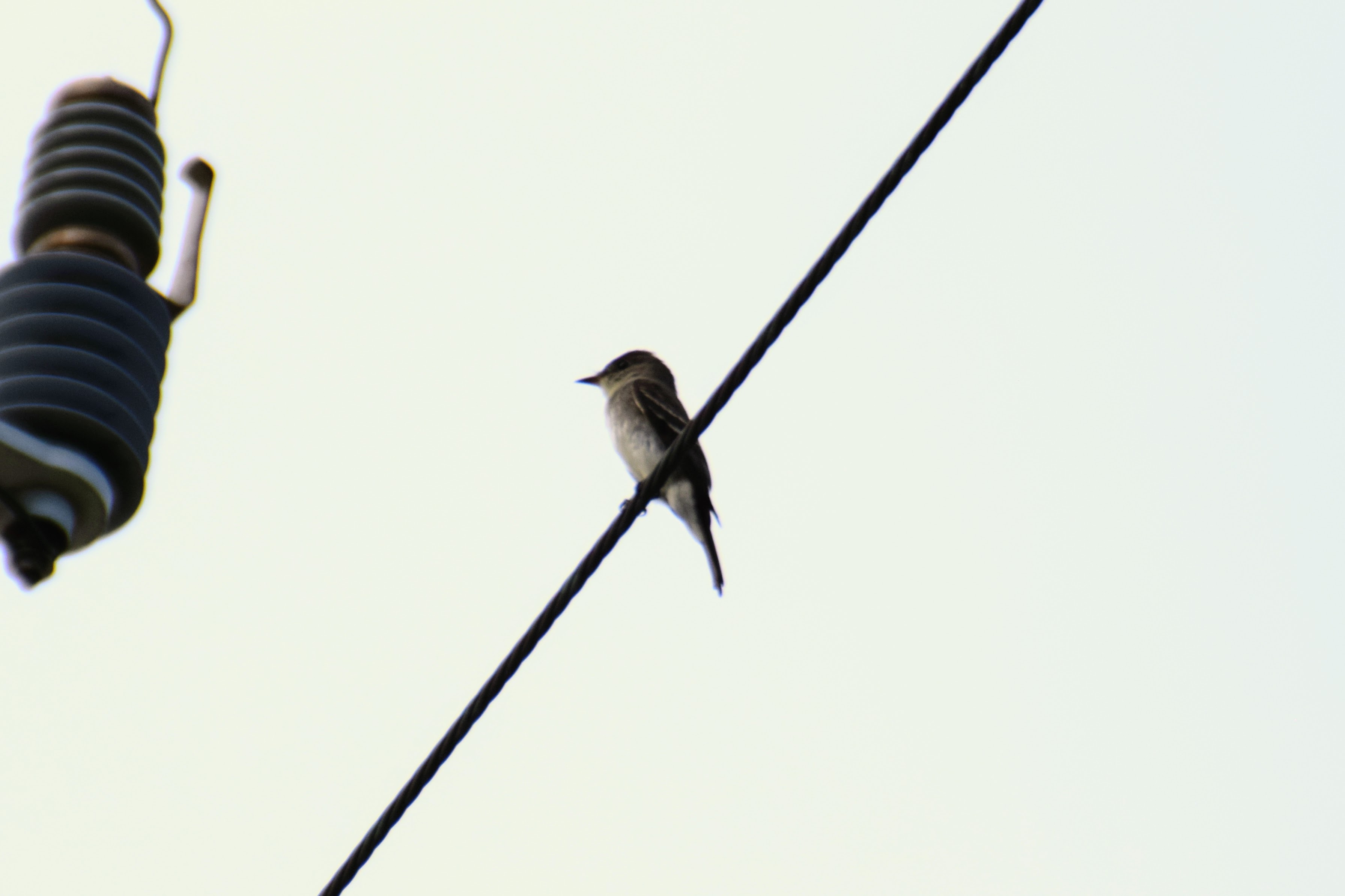 kingbird