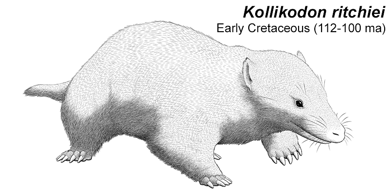 kollikodon 2