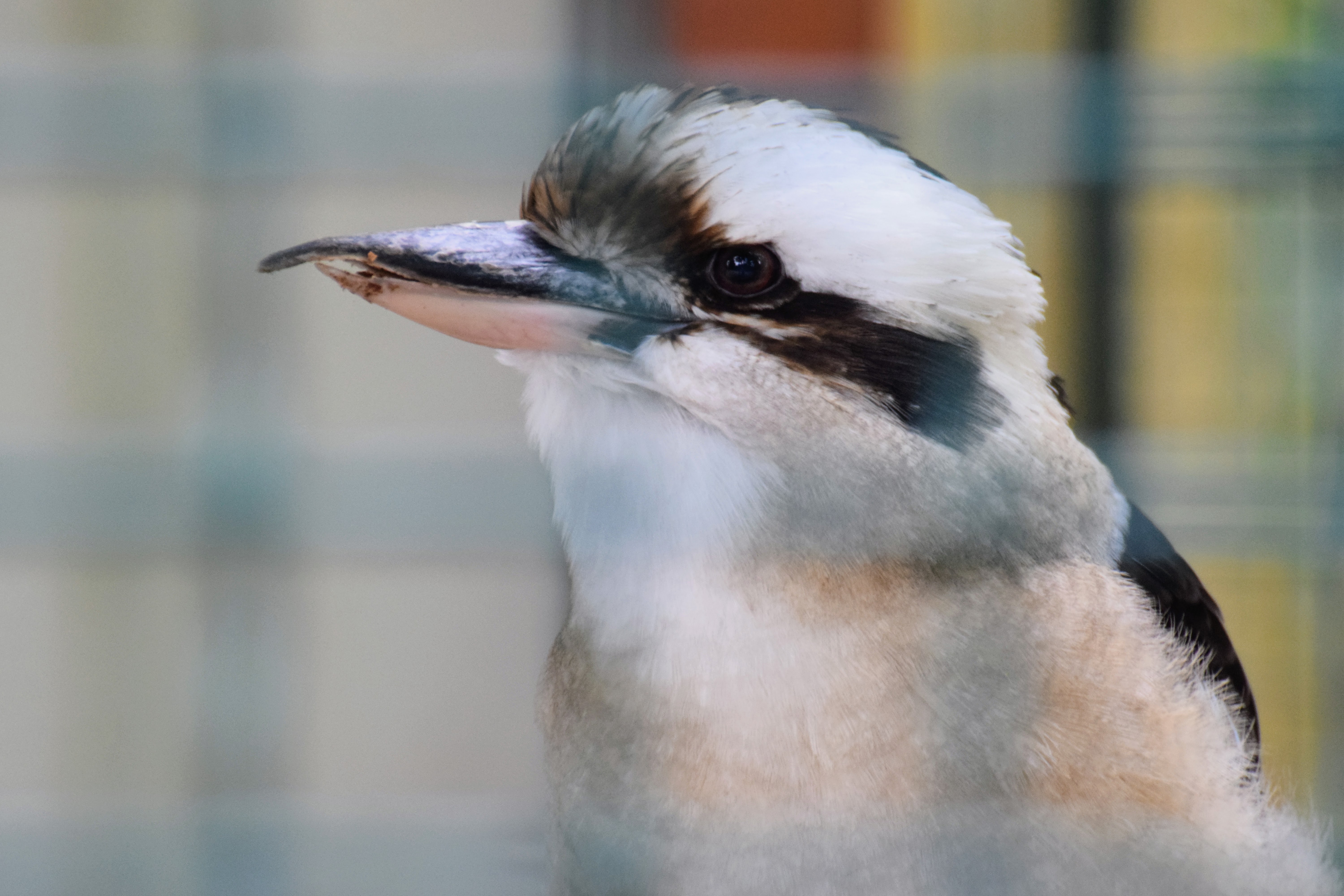 kooka