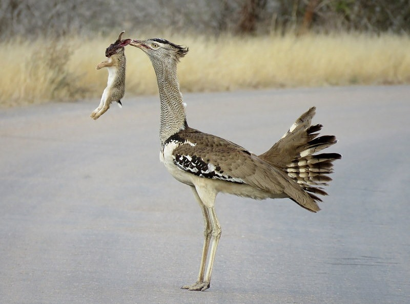 Kori Bustard