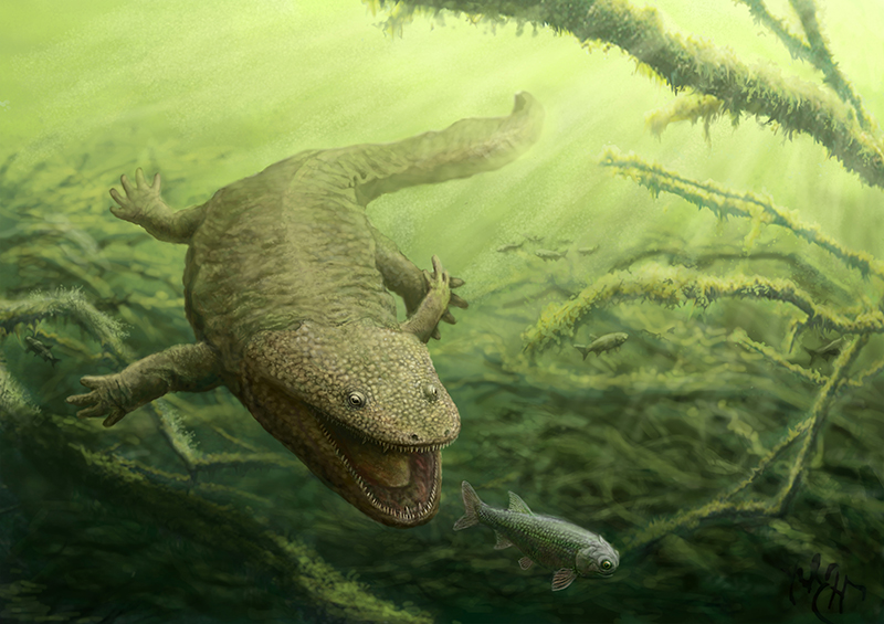 koskinonodon