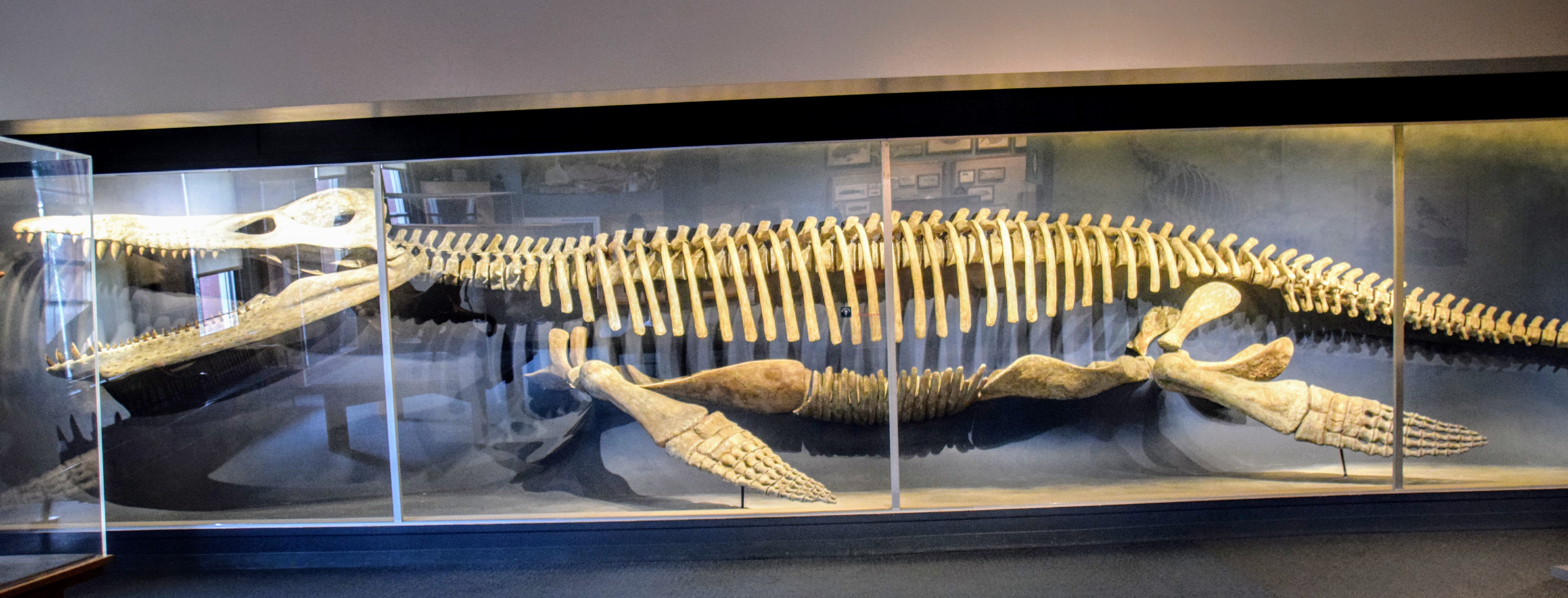 kronosaurus