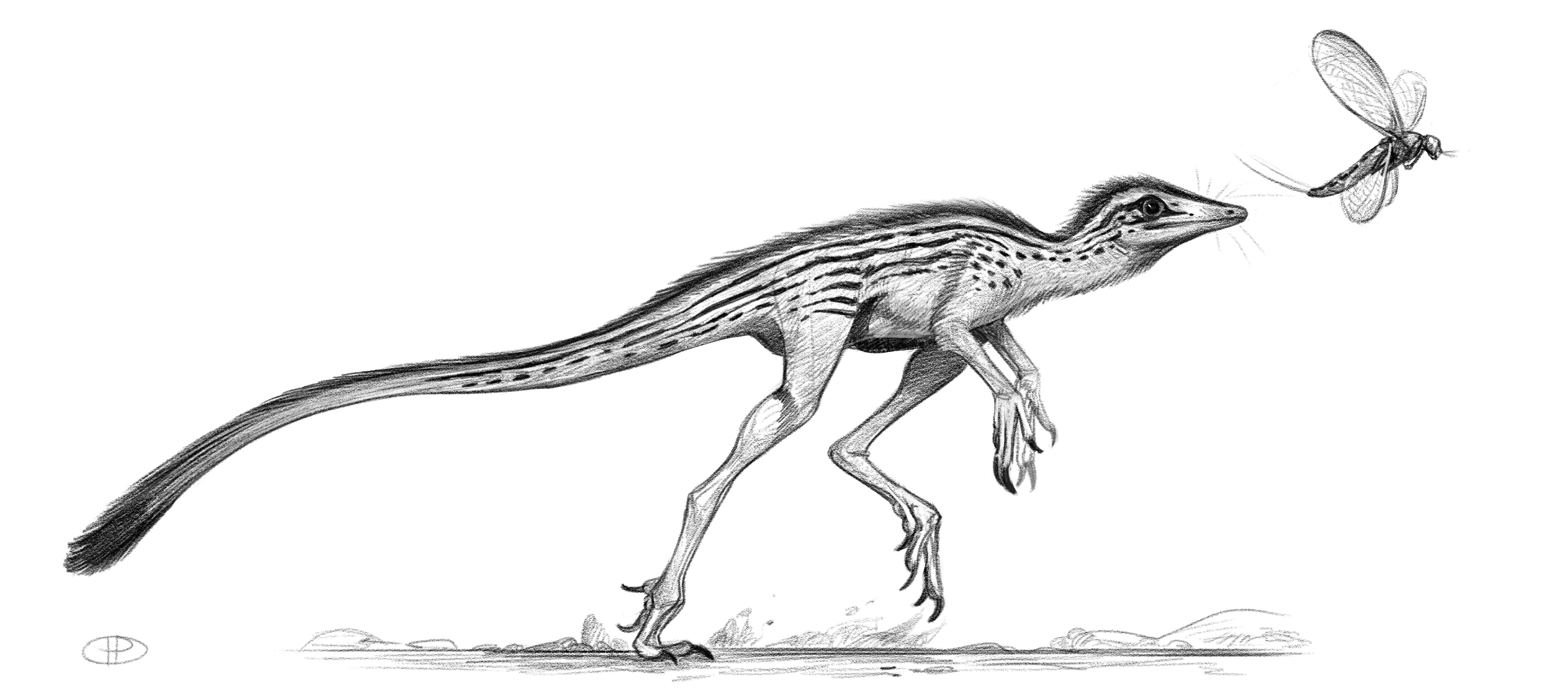 lagosuchus