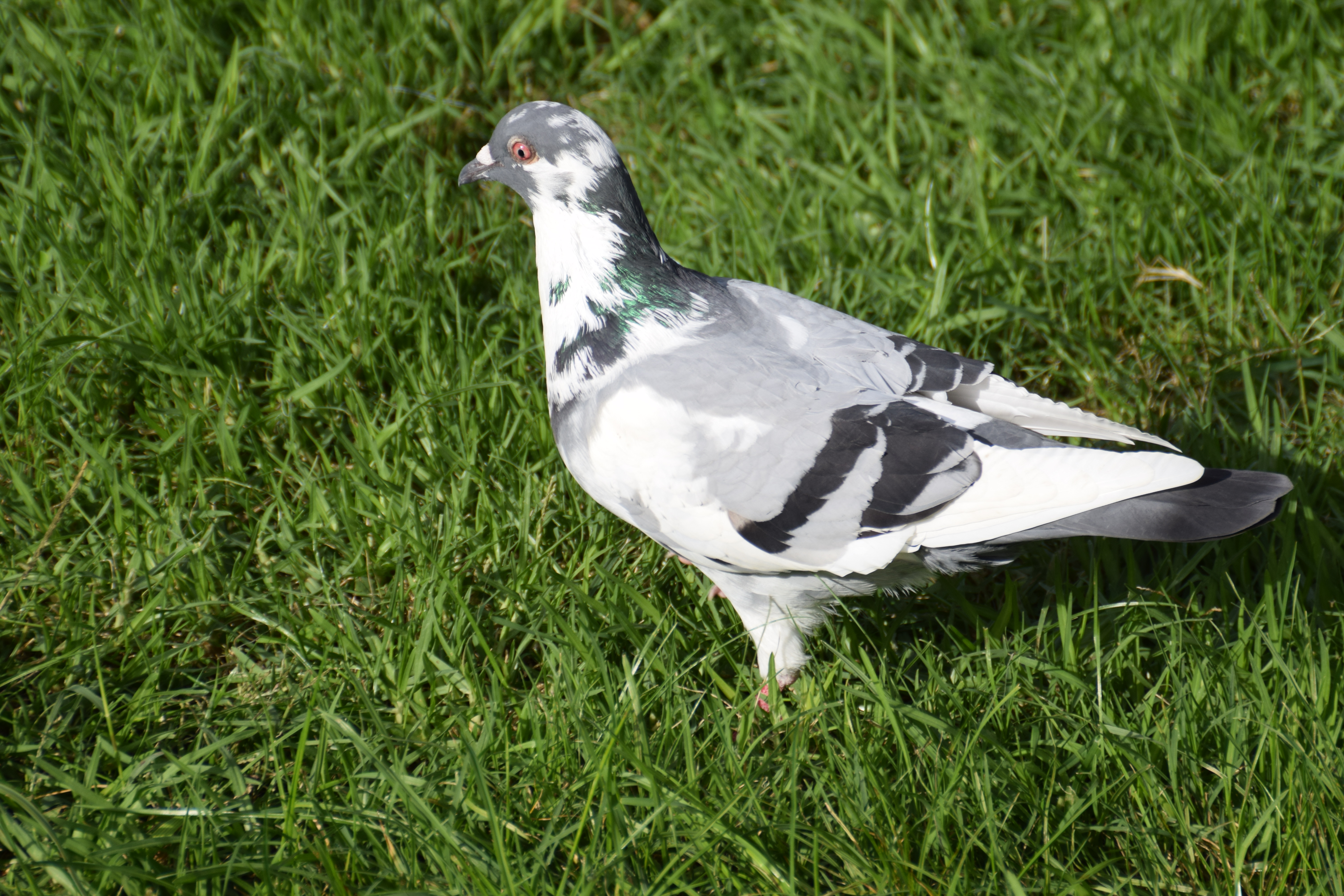 leuc-pigeon
