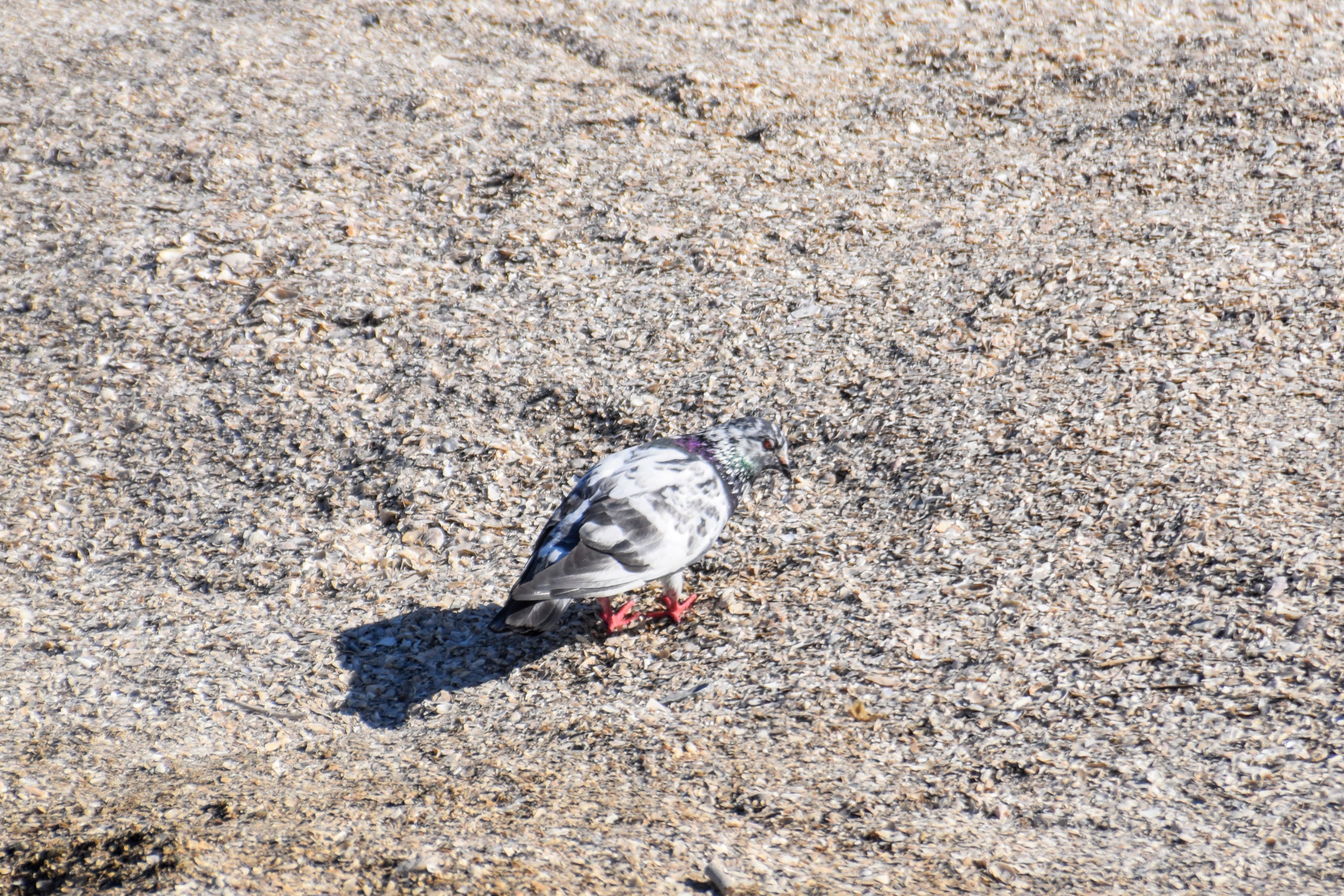 leucistic-pigeon