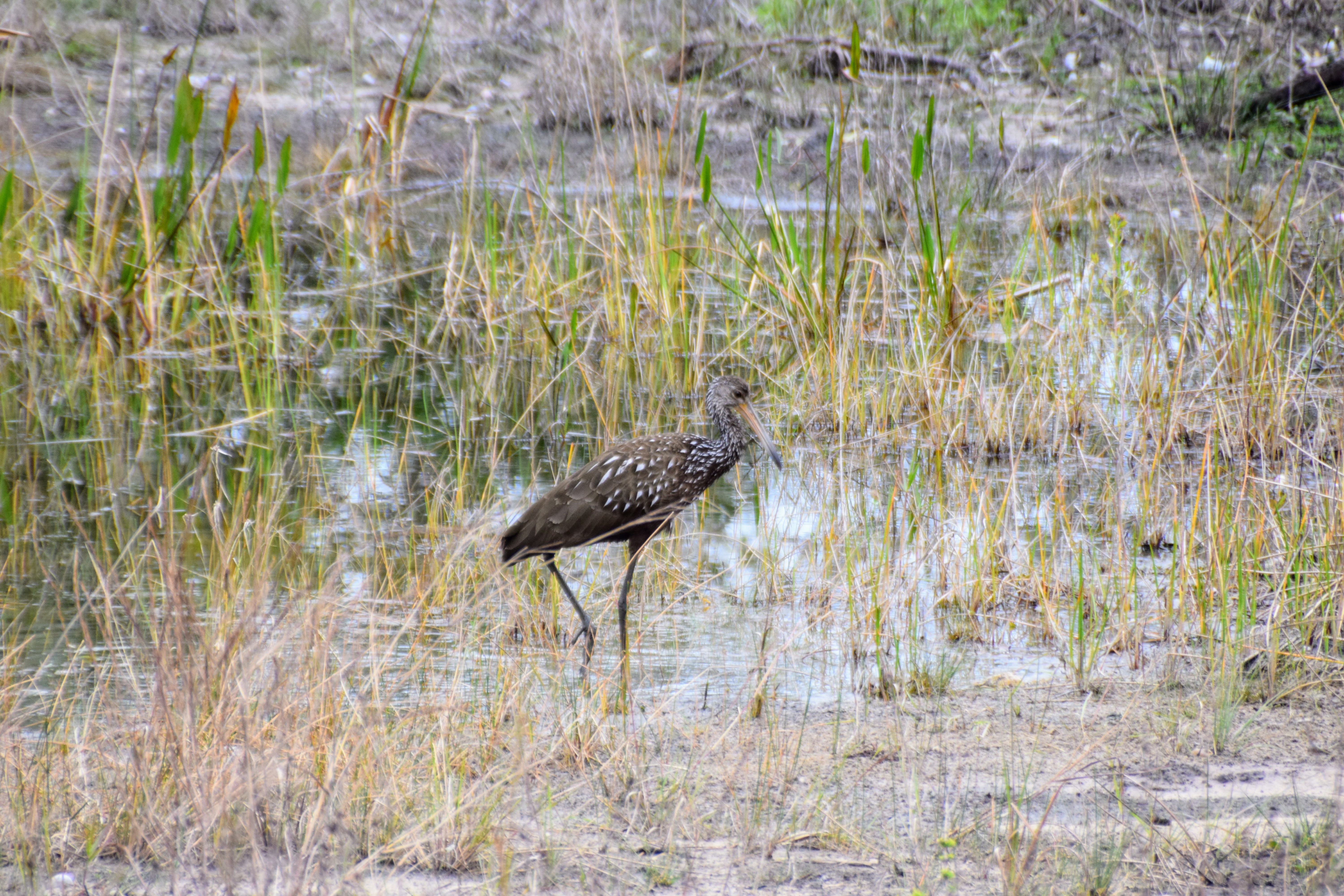 limpkin