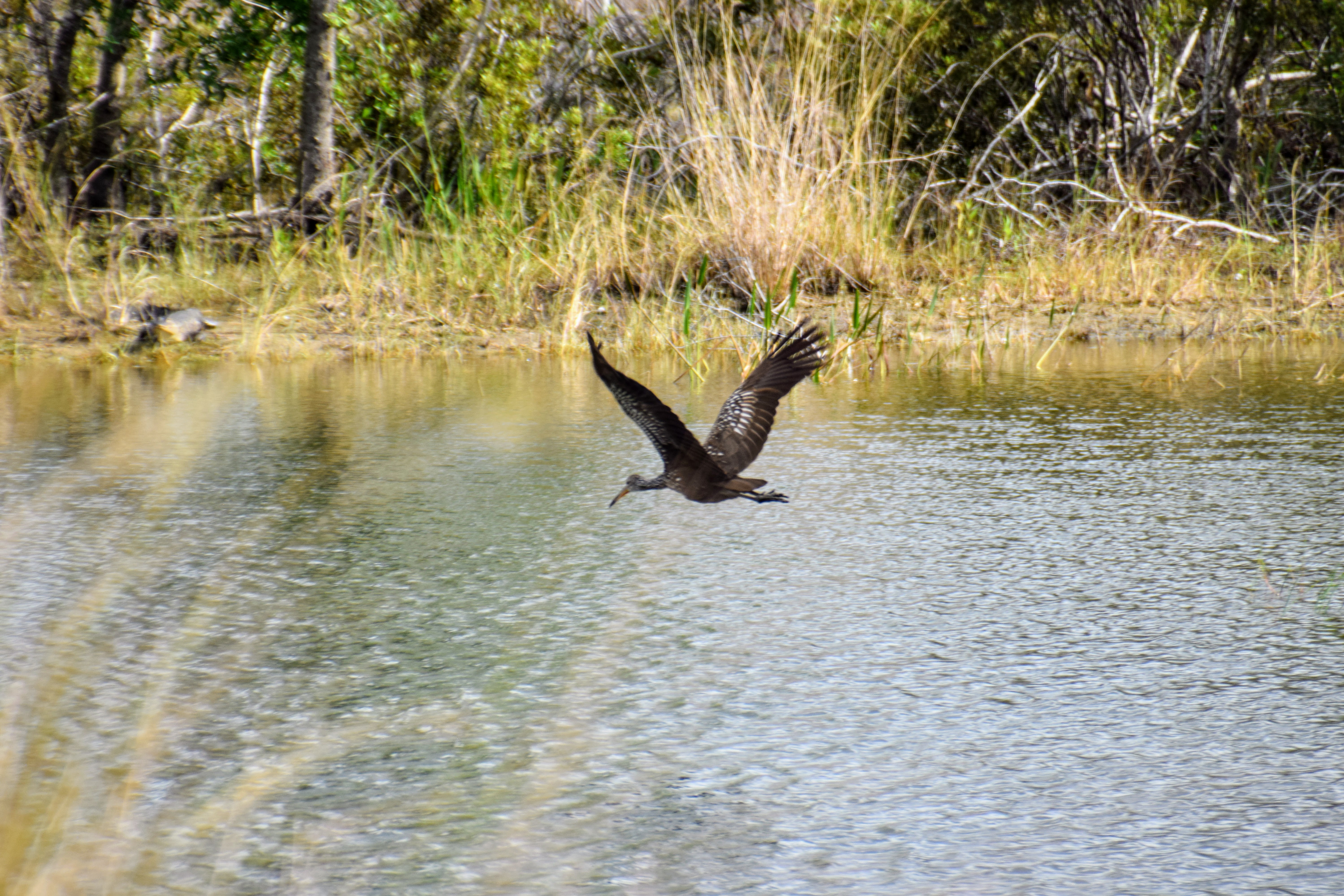 limpkin-2