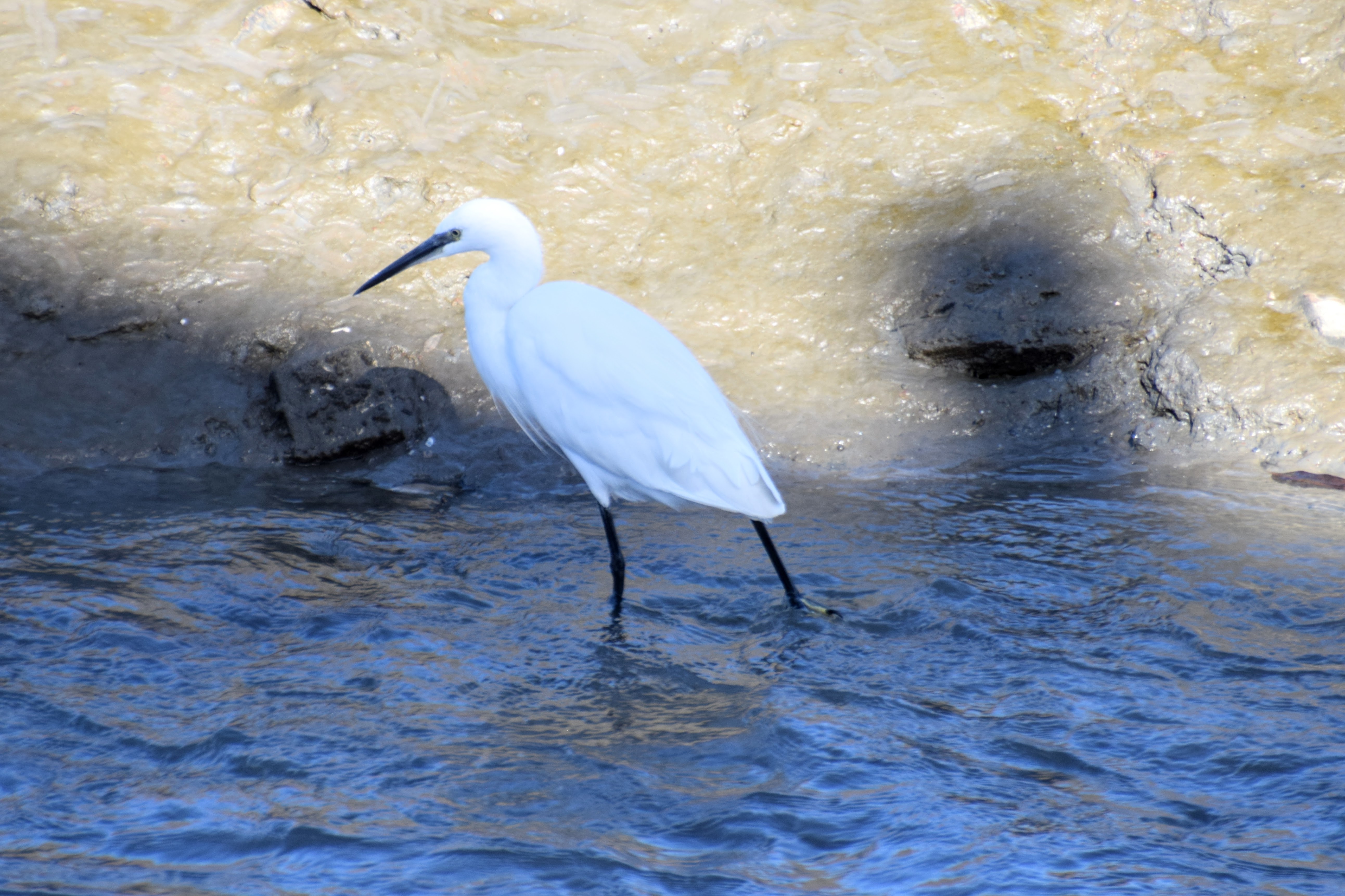 little-egret