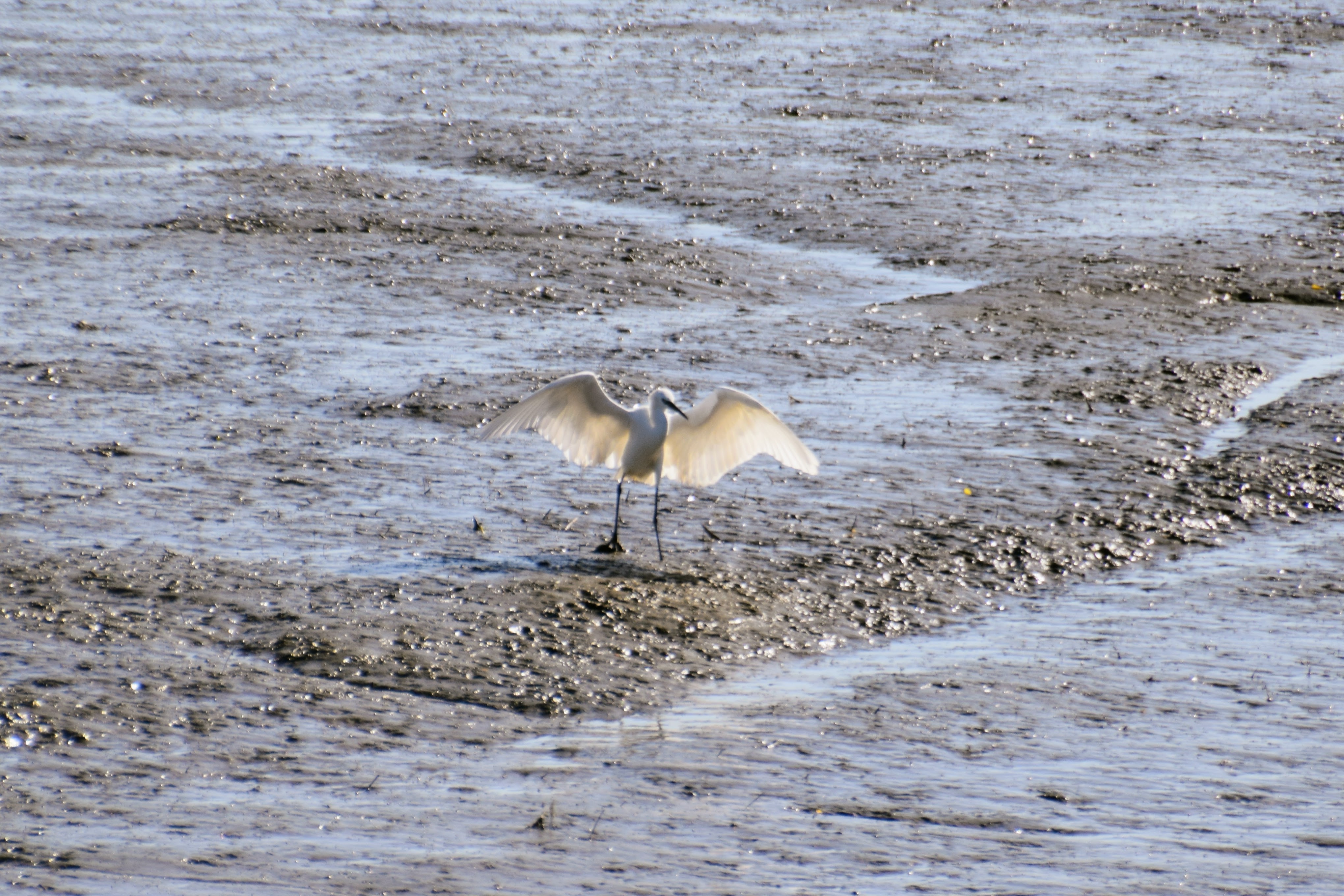 little-egret-2