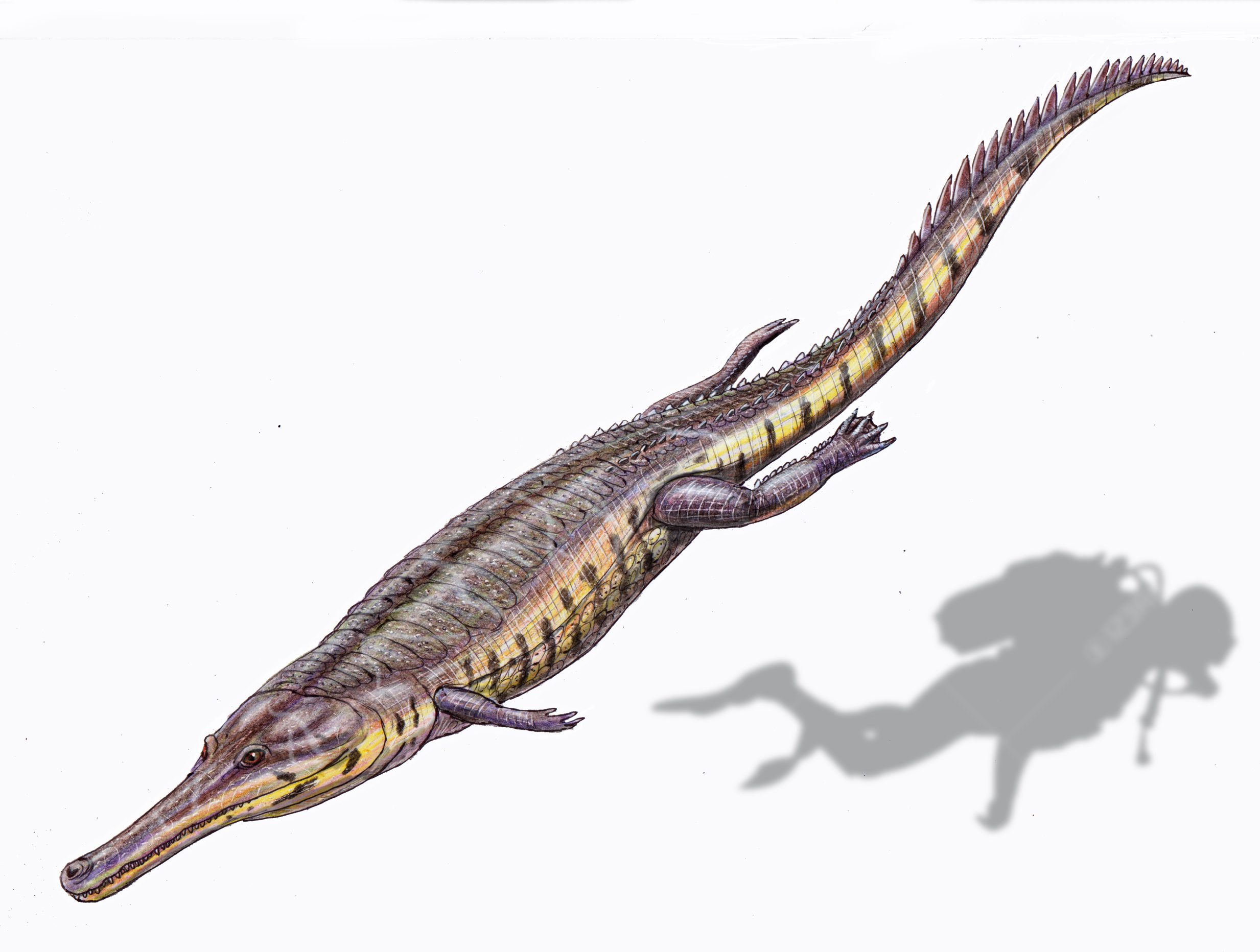 machimosaurus