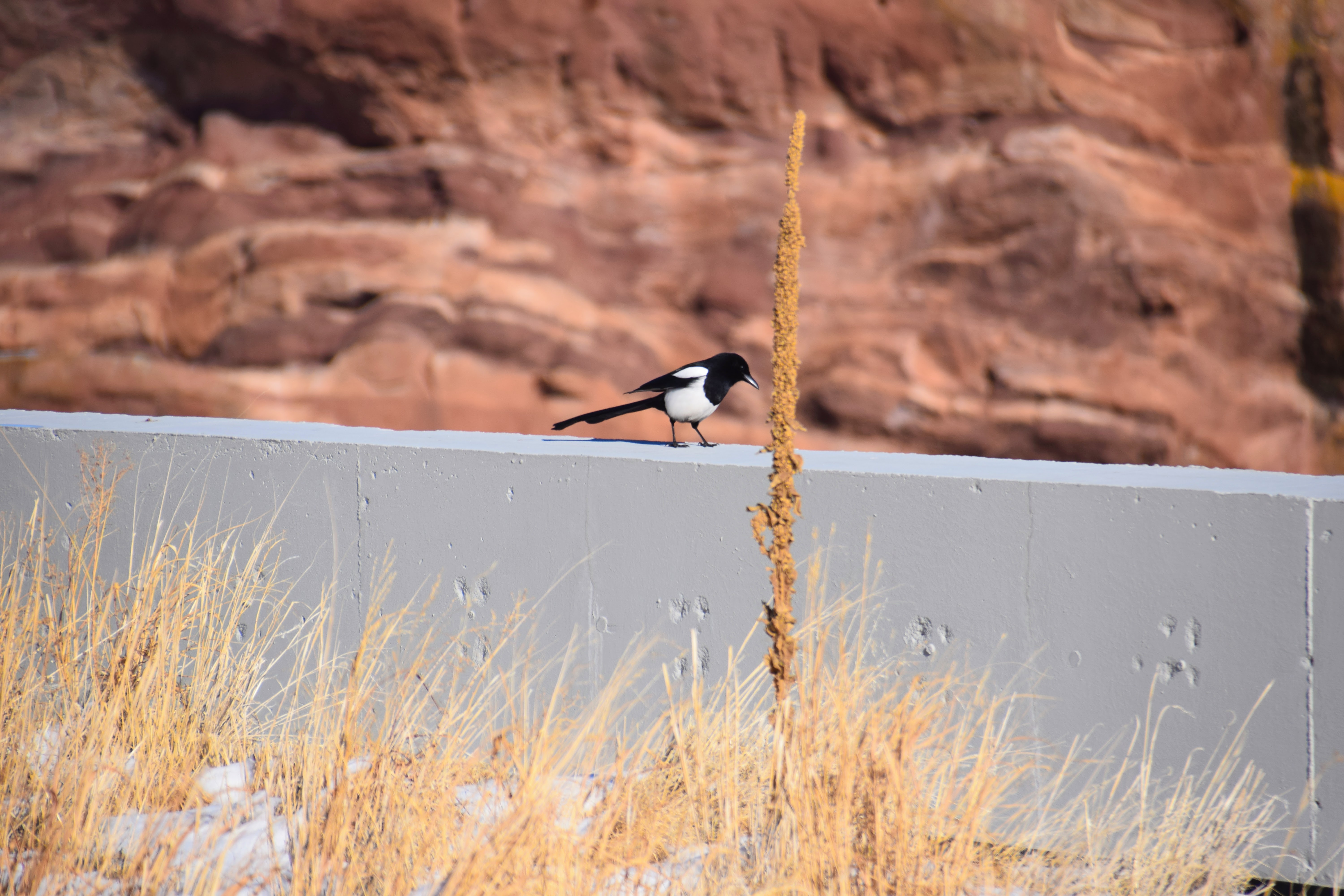 Dinosaur Photography 7: Denver Birds